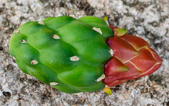 Tuna link to cacti and succulent plants