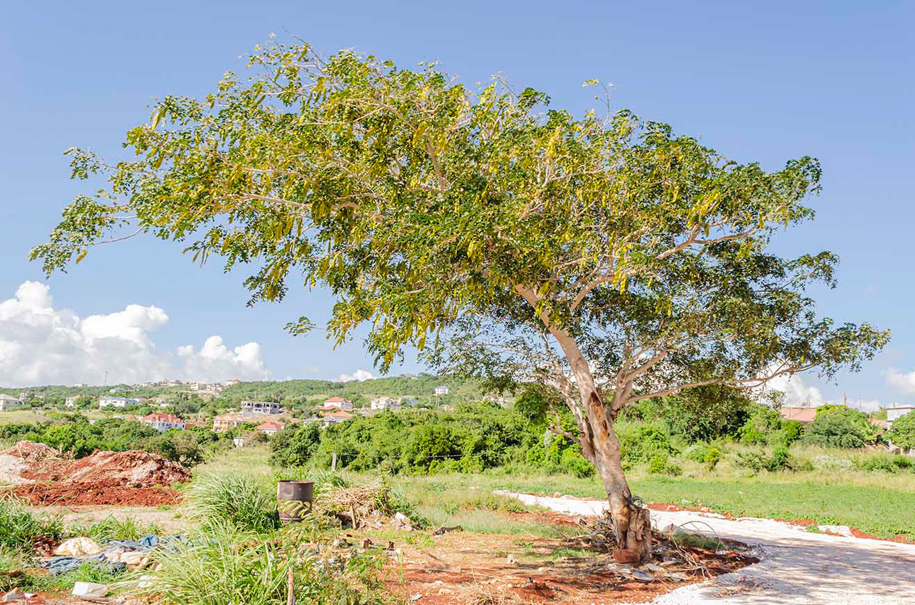 Albizia lebbeck tree link to trees