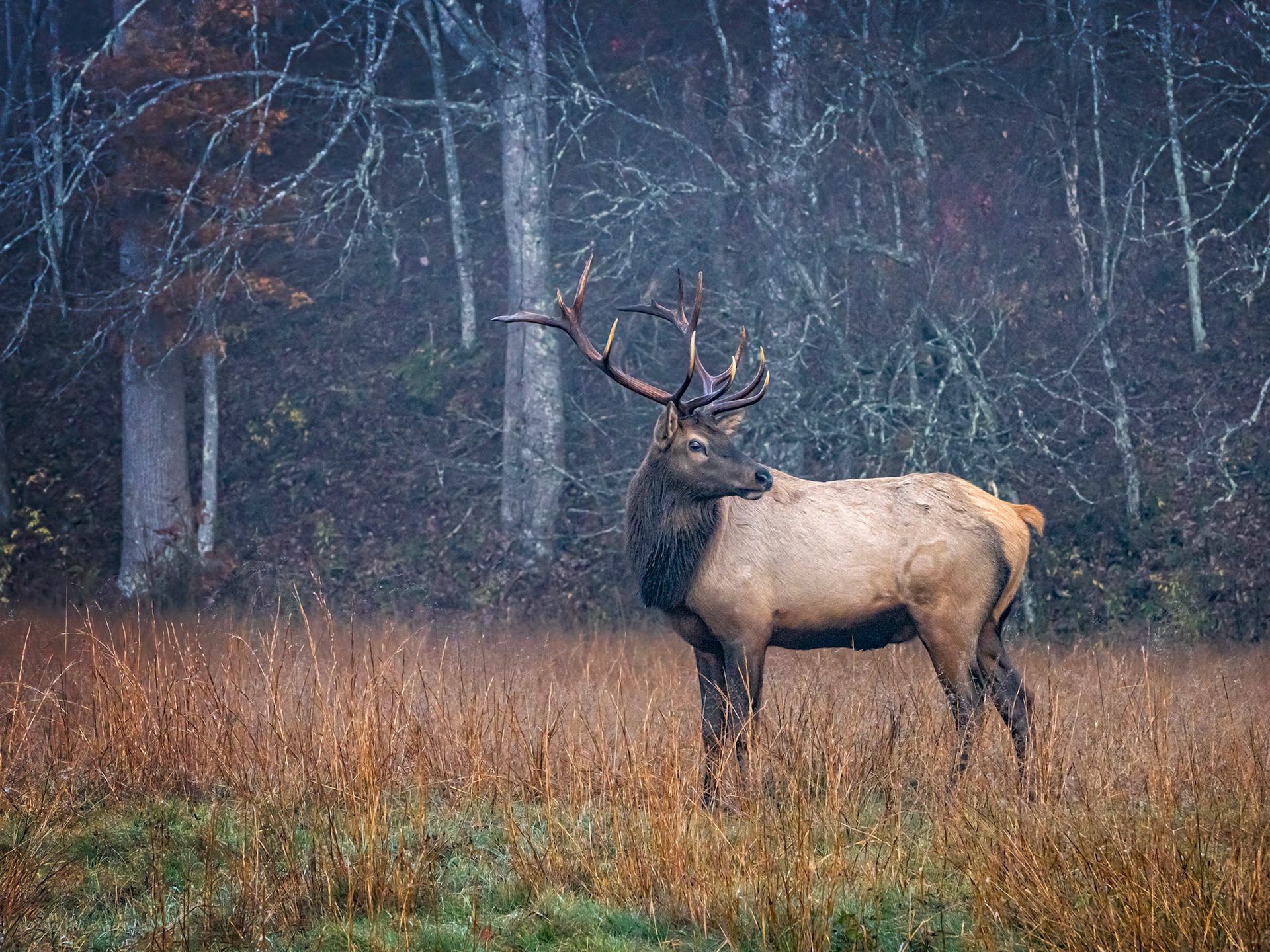 Bull Elk, Cataloochee, Great Smoky Mountain National Park