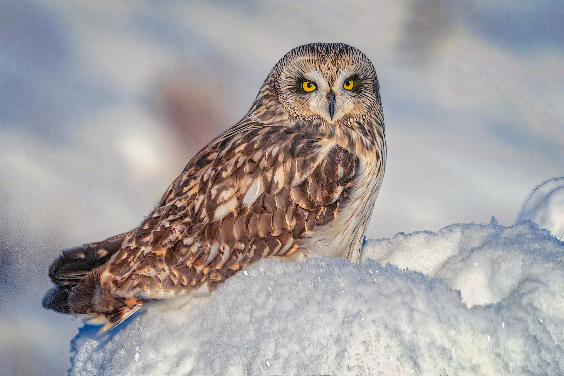 Short-eared Owl