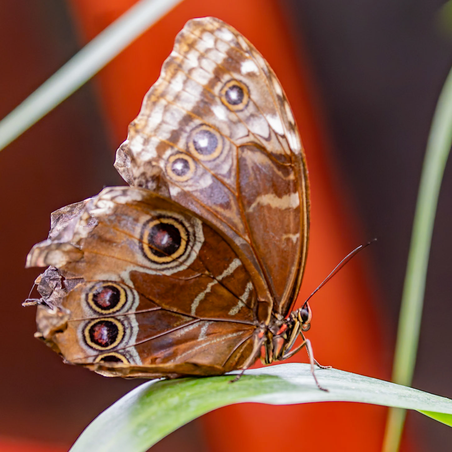 Morpho Butterfly (wings closed)