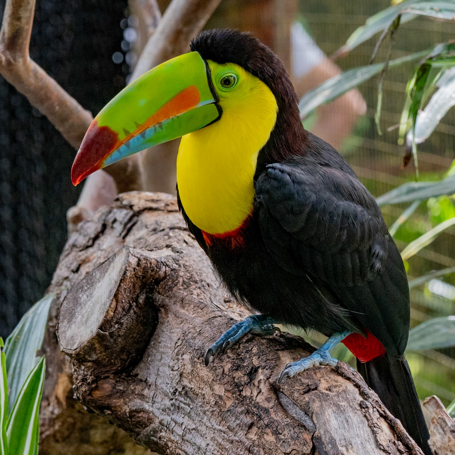 Keel-billed Toucan