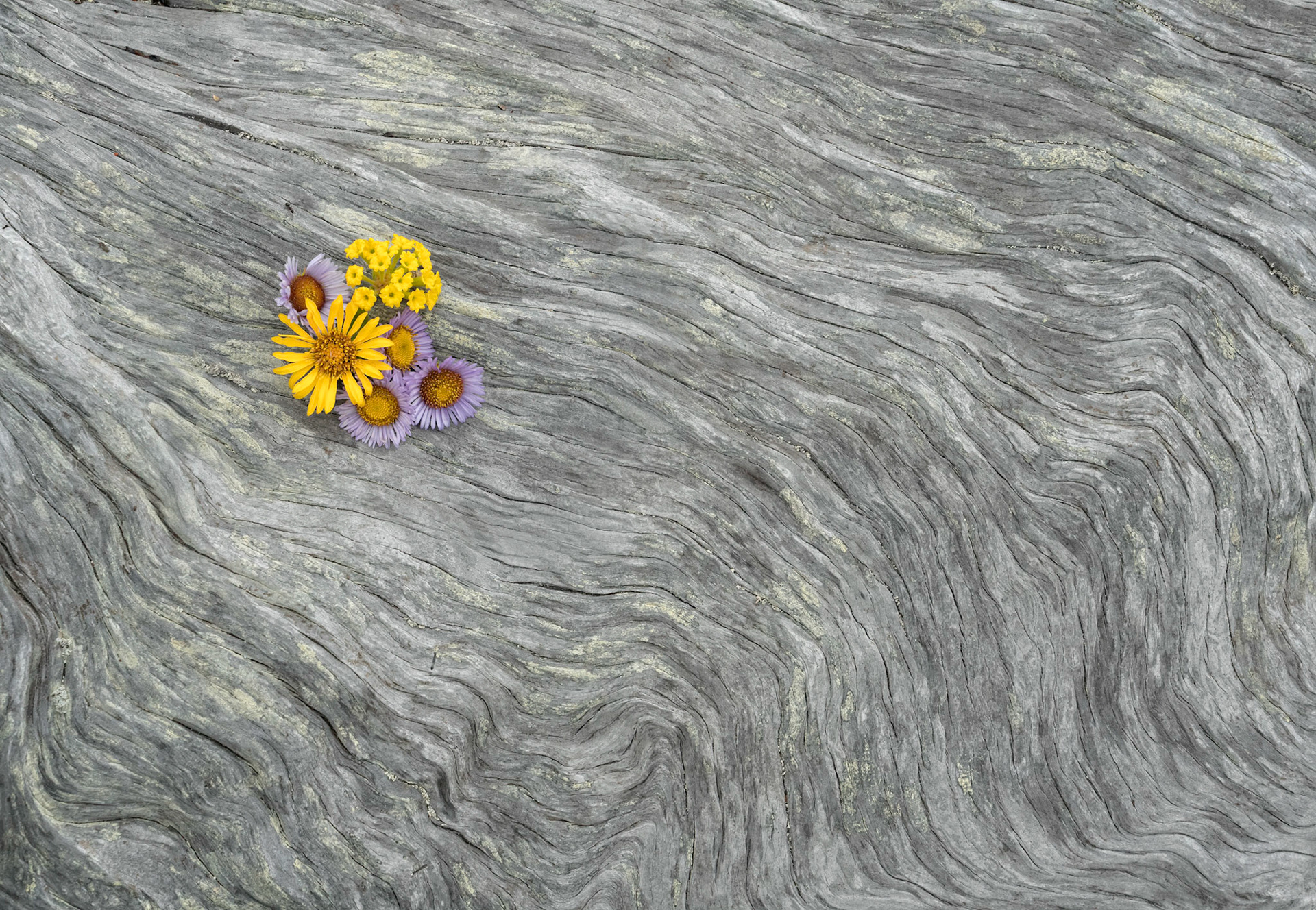 Came across this impromptu bouquet on a piece of wonderfully patterned driftwood. Near Trinidad, California.