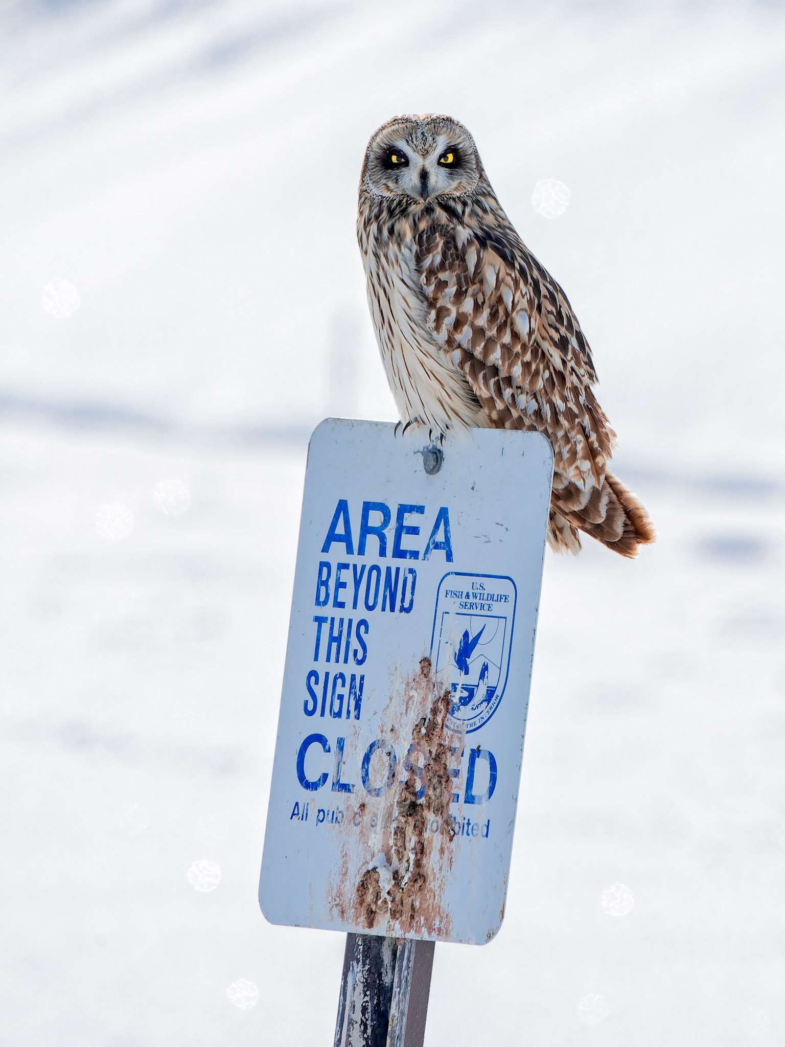 Short-eared Owl