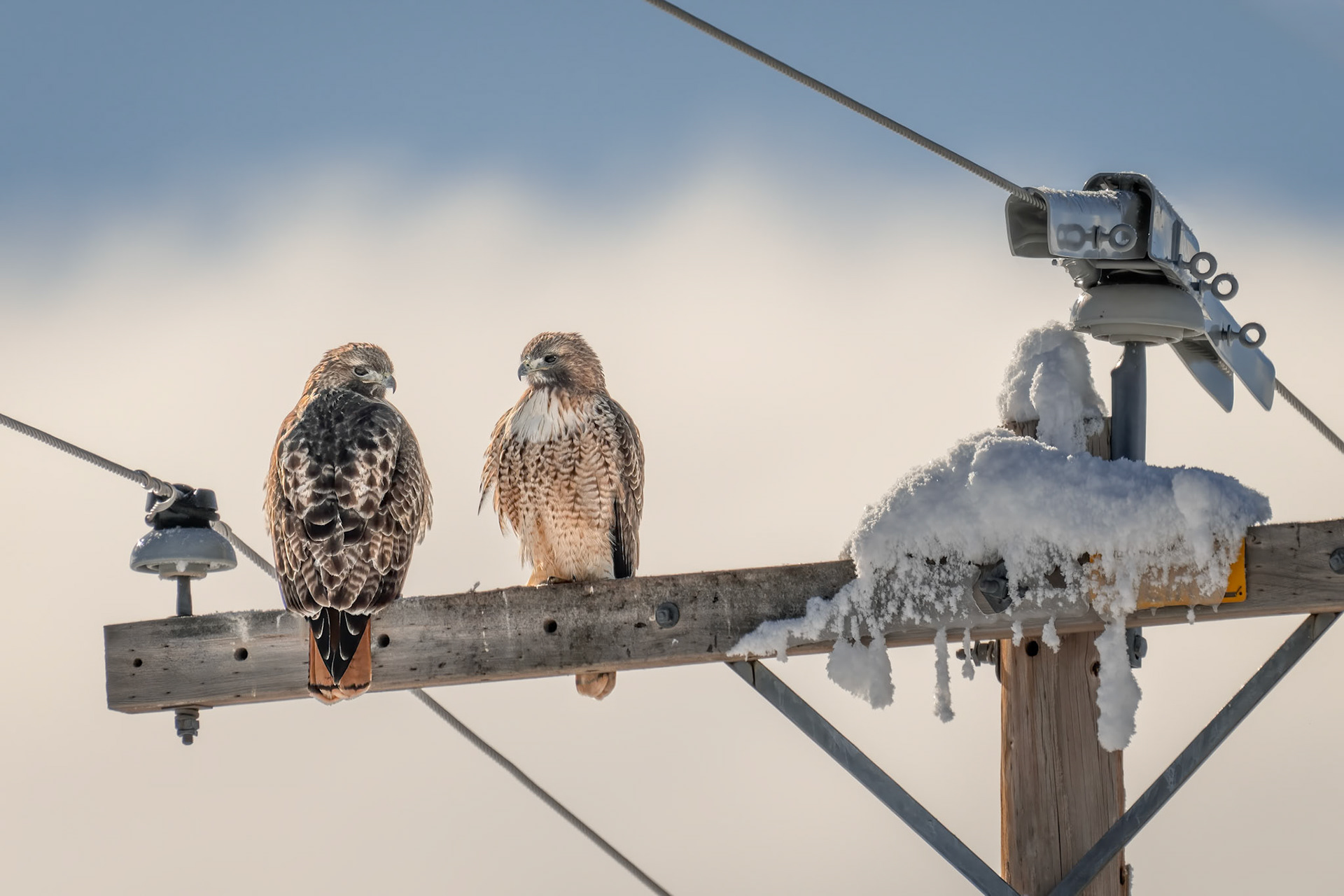 Ferruginous Hawk & Red-tailed Hawk