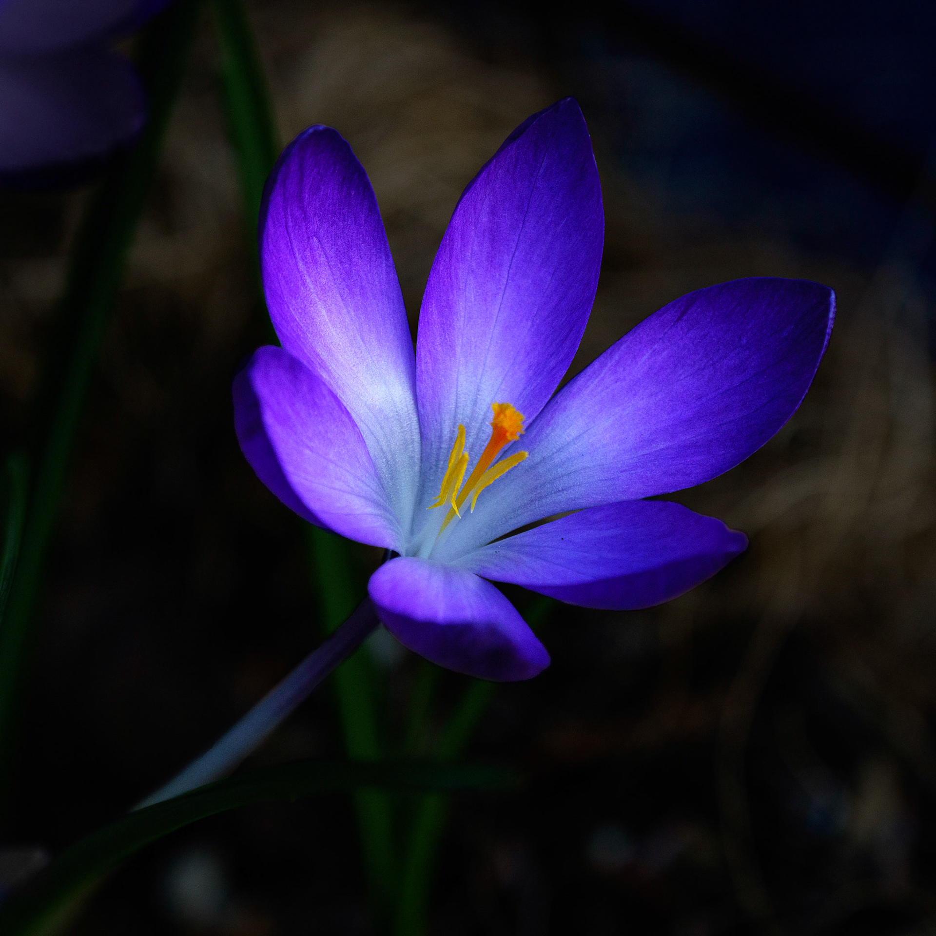 Crocus