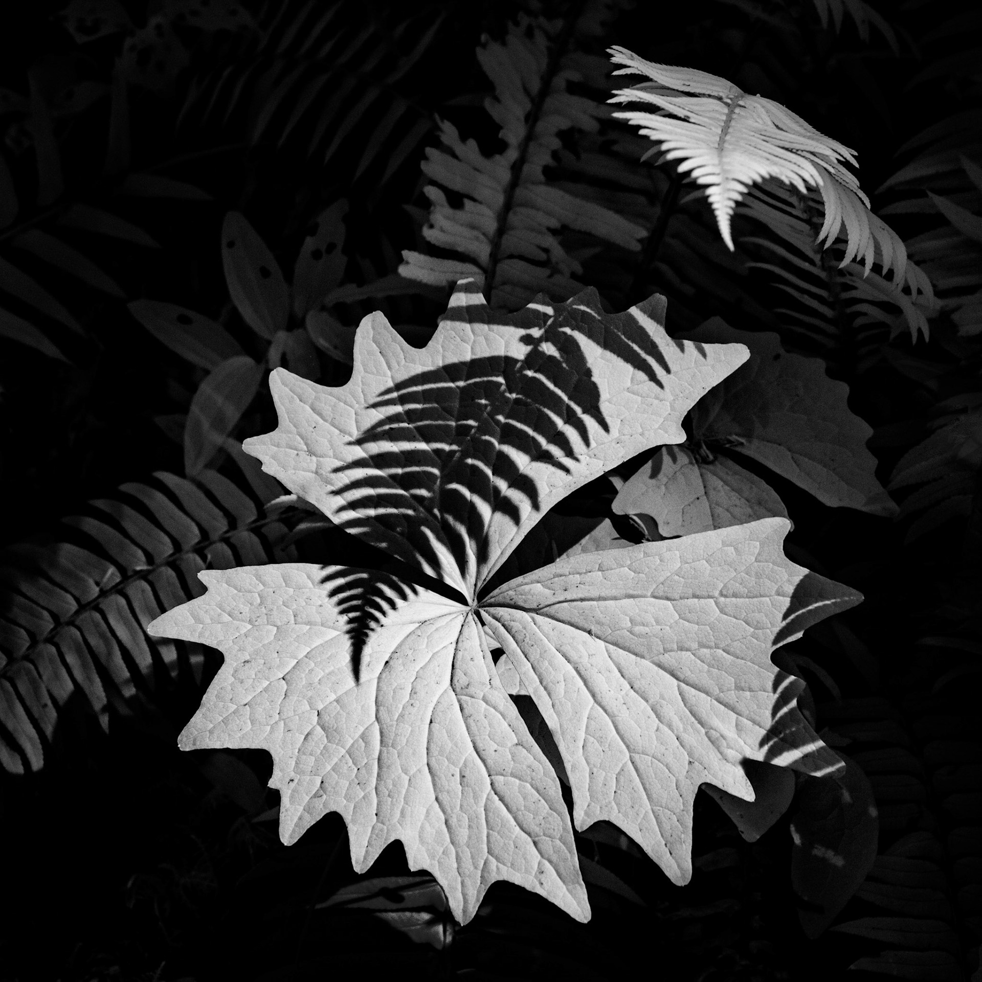 Hiking in Olympic National Park, I came across this interaction between the fern shadow and these large leaves. Shot with my infrared converted Sony A6000.