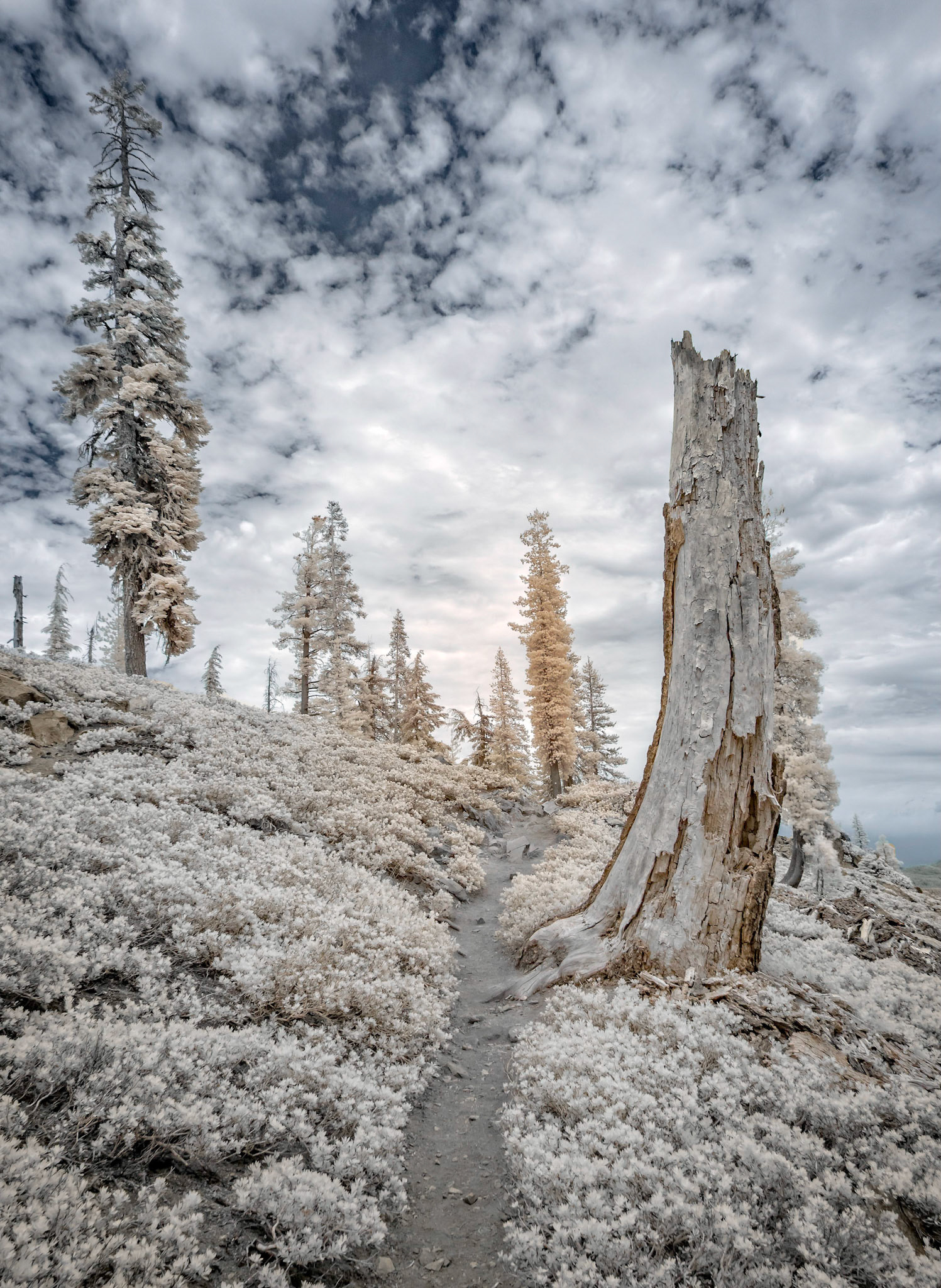 Path near Mount Lassen