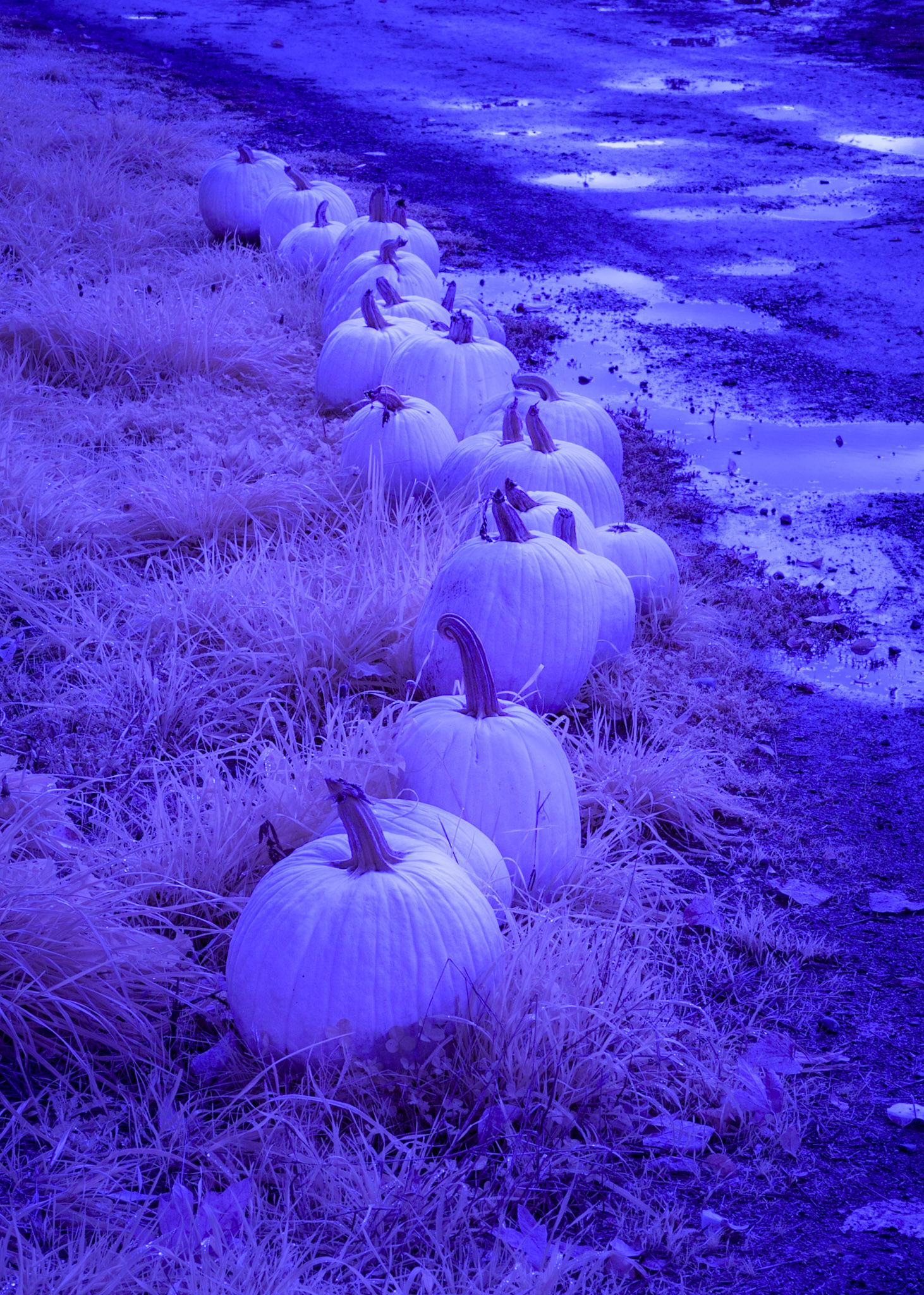 Pumpkin Farm, Snohomish WA