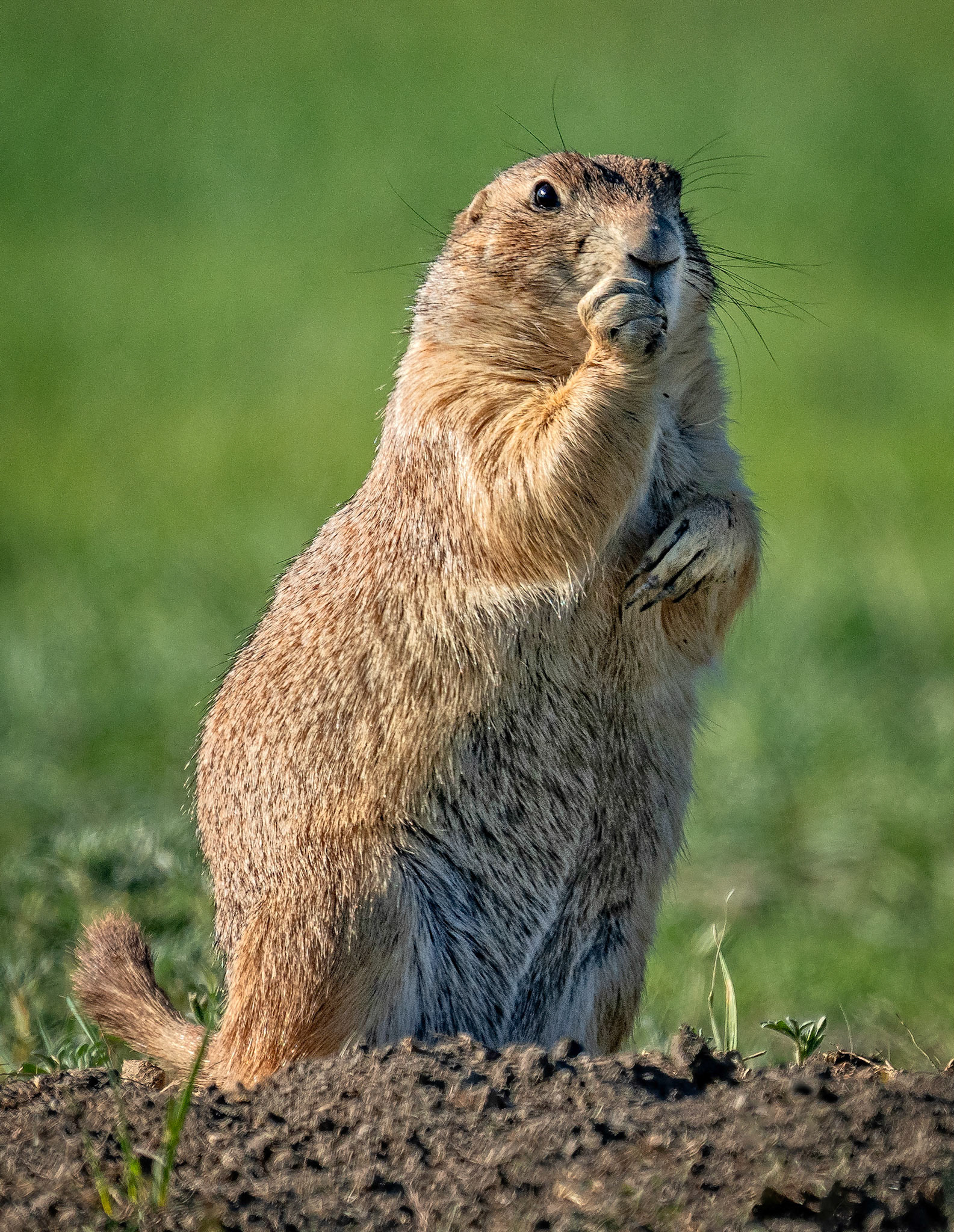 Prairie Dog, Badlands National Park