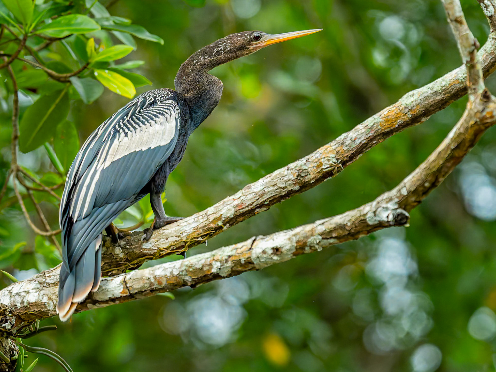 Anhinga
