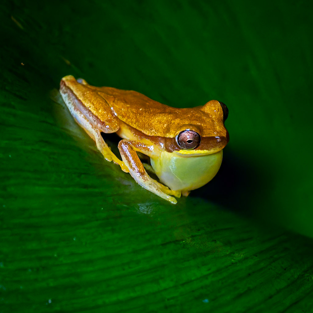 Tree Frog