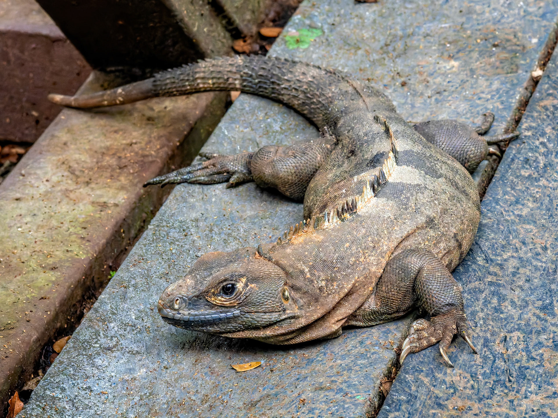 Iguana