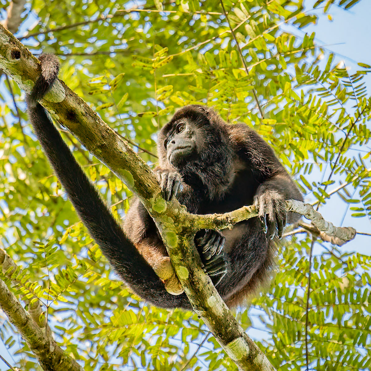 Howler Monkey