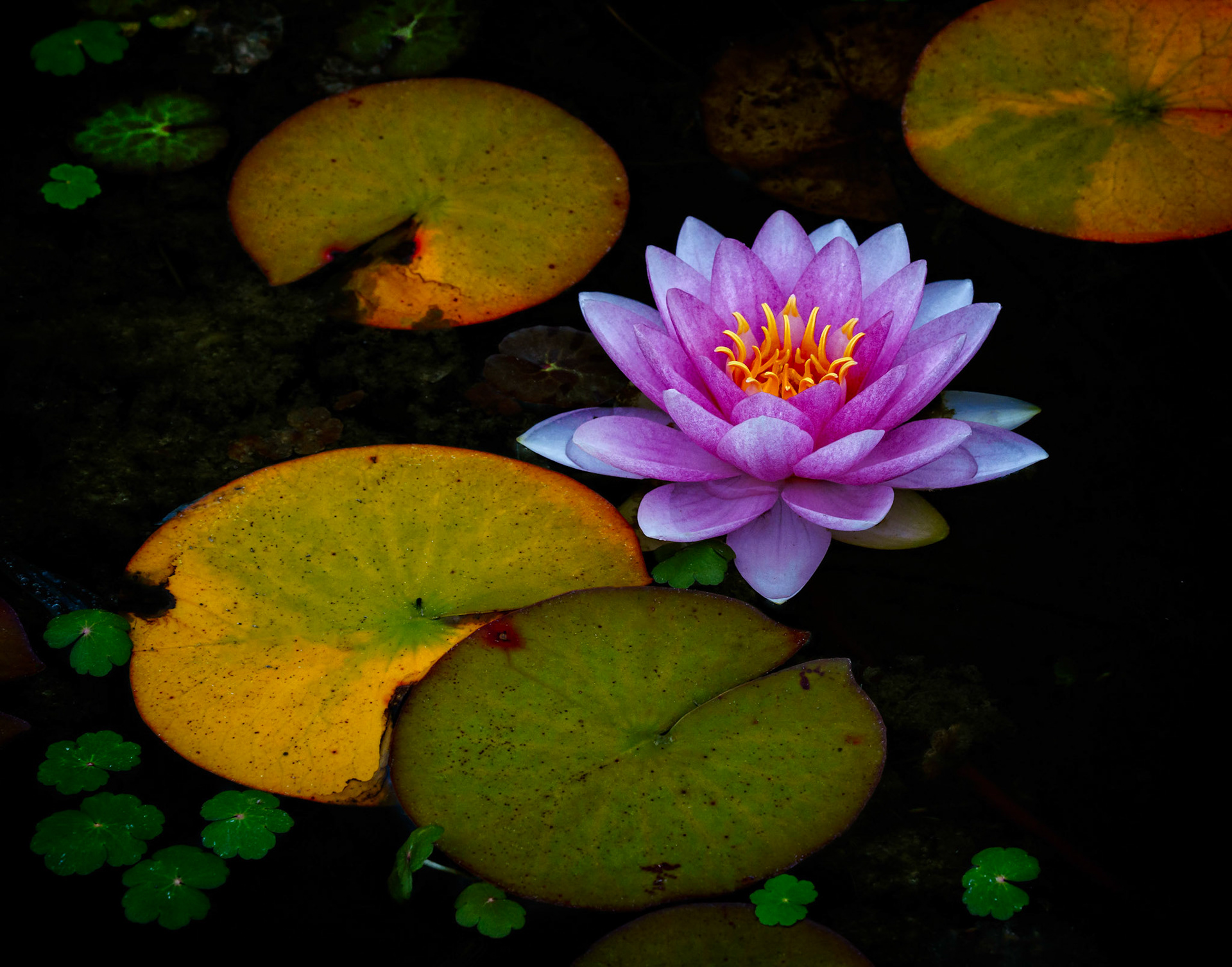 Water Lily