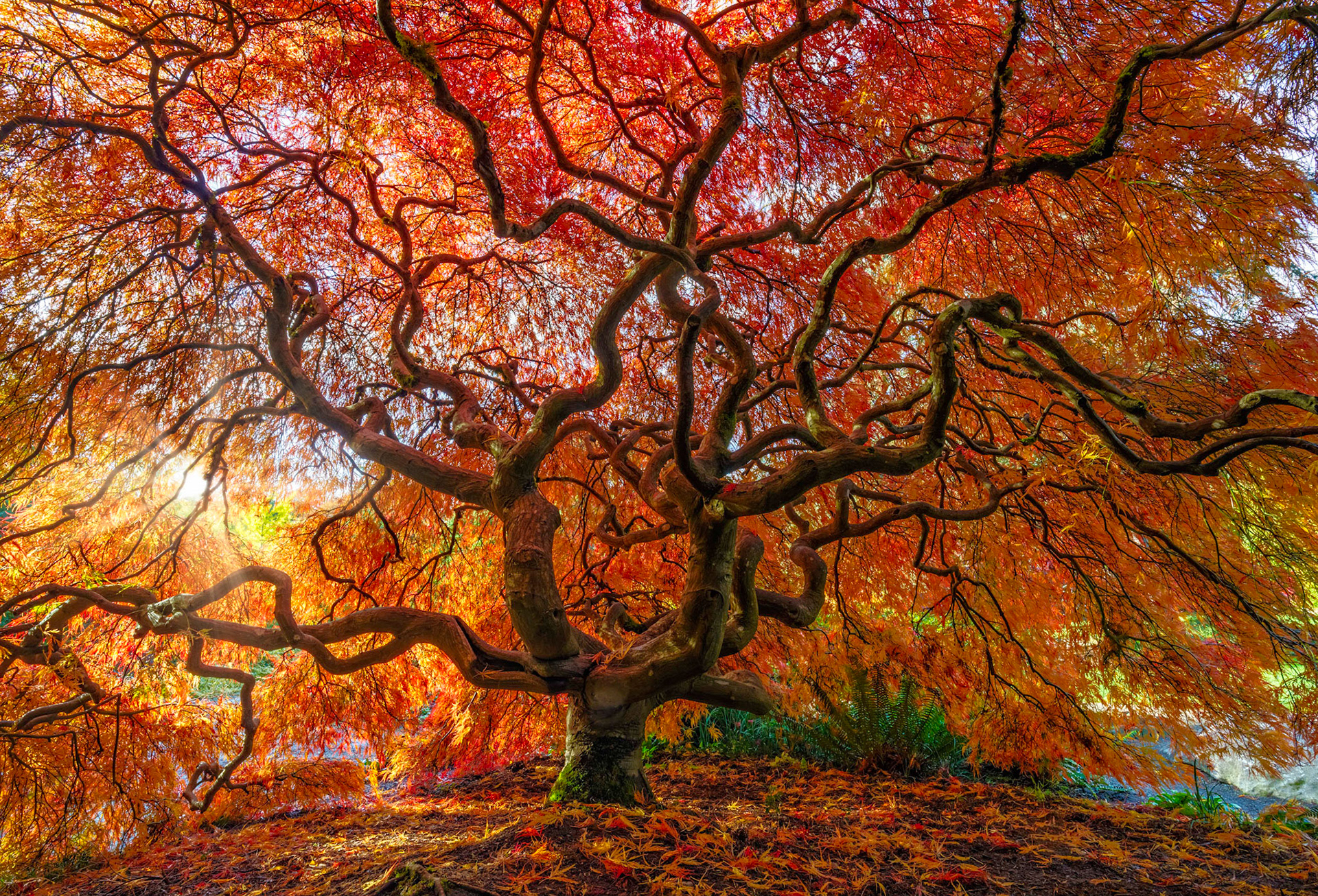 Maple tree in full autumn color in Seattle's Kubota Garden Park.