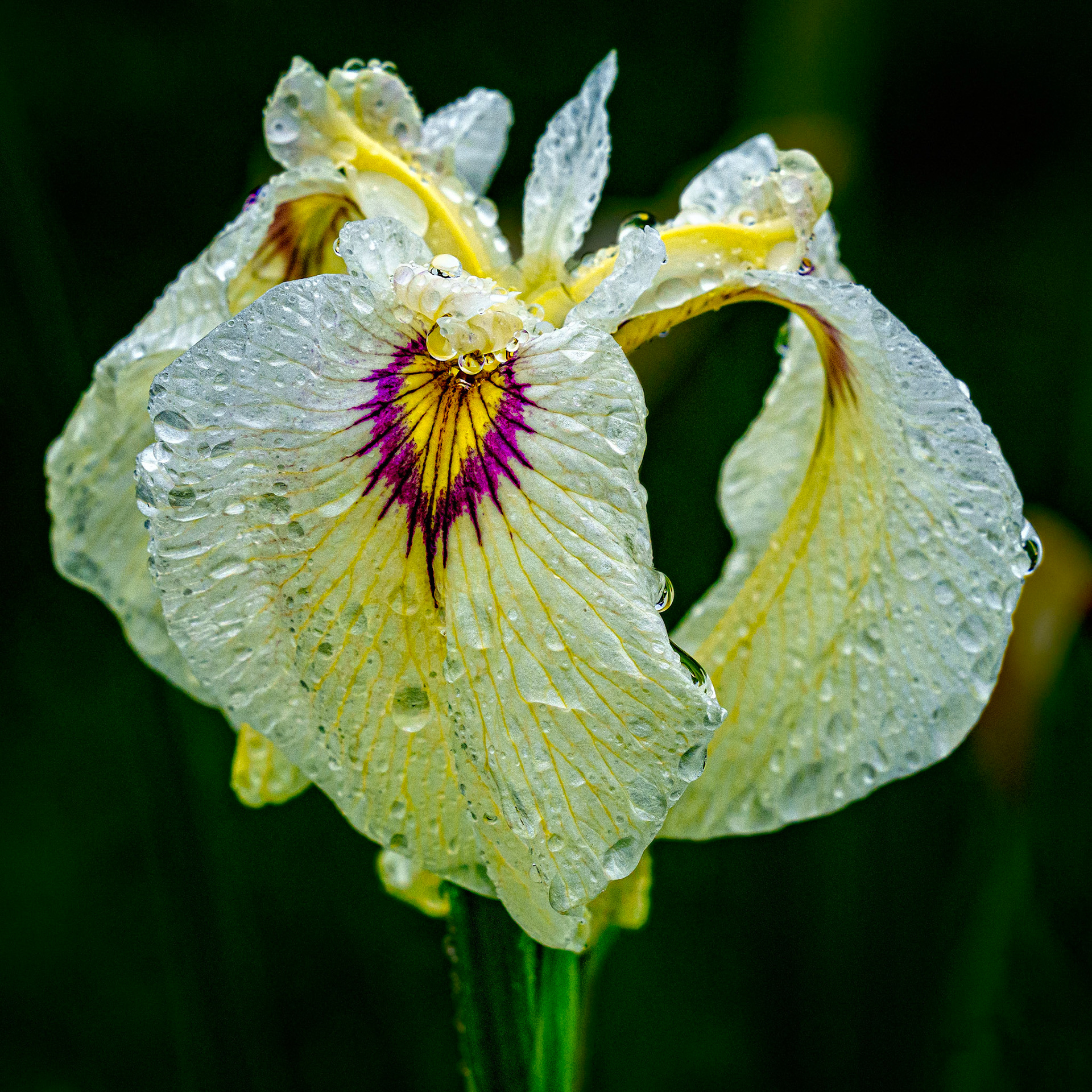 Iris