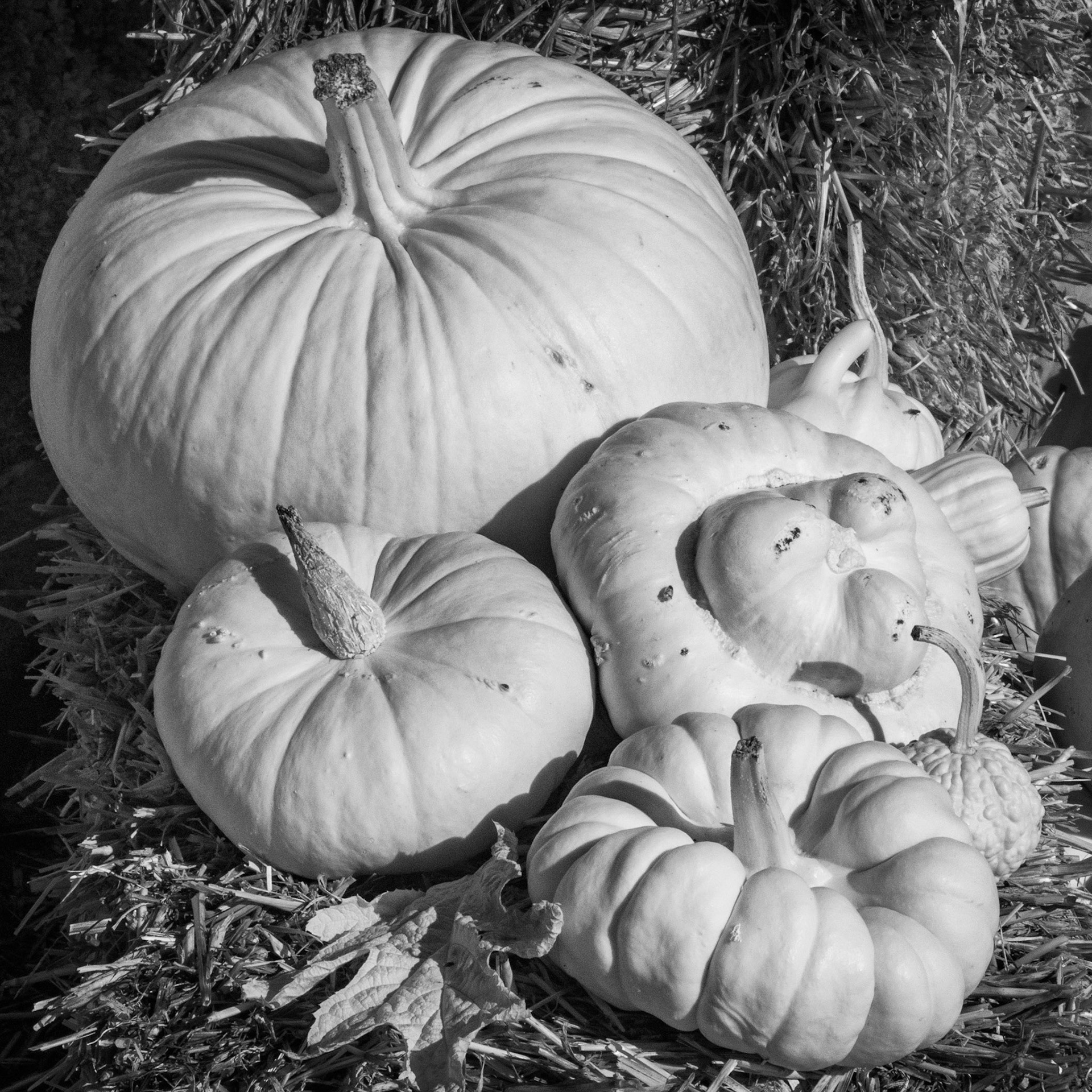 Some more infrared pumpkins at Bloedel Reserve, Bainbridge Island, Washington.