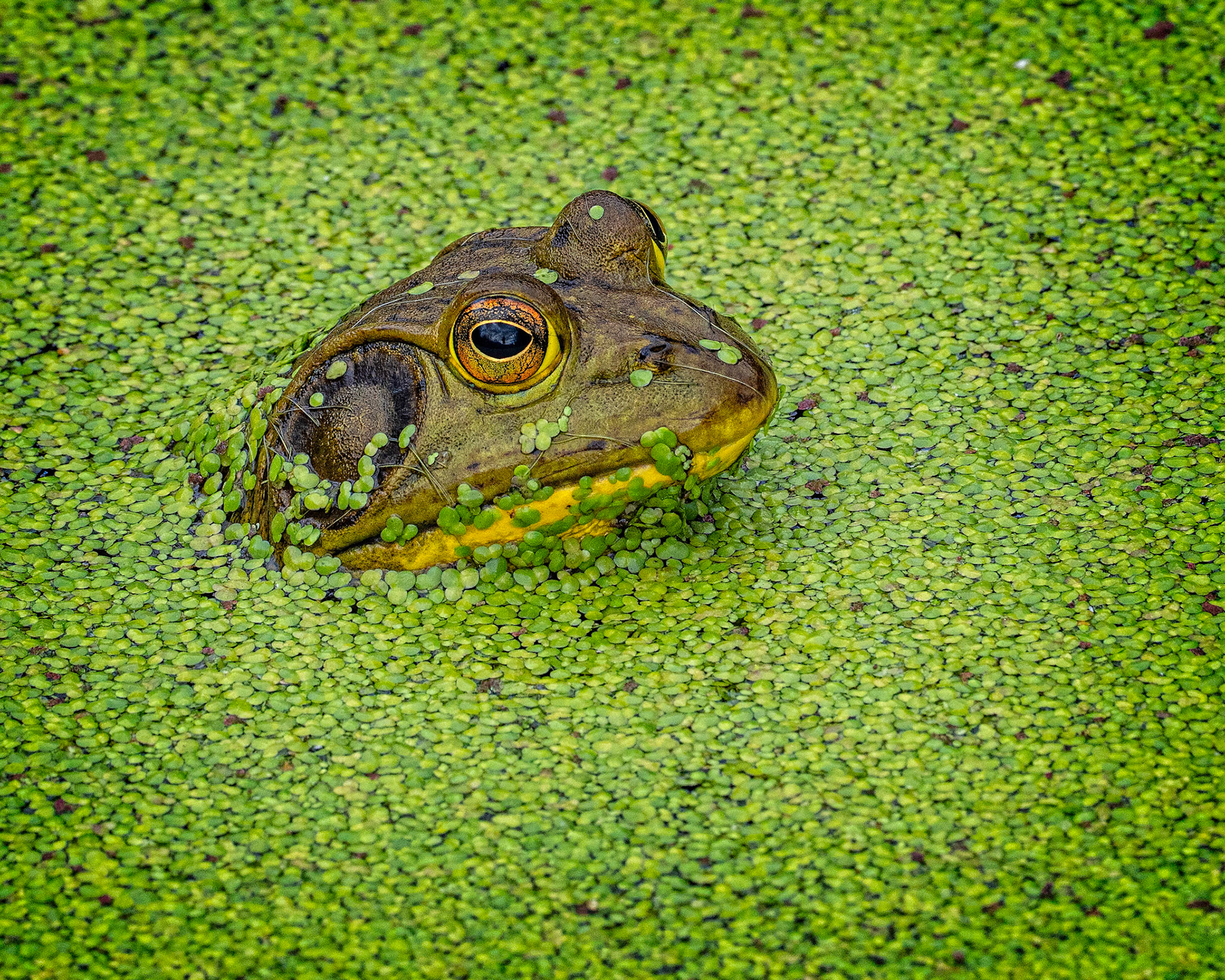 Being green hasn't gotten any easier over the years.