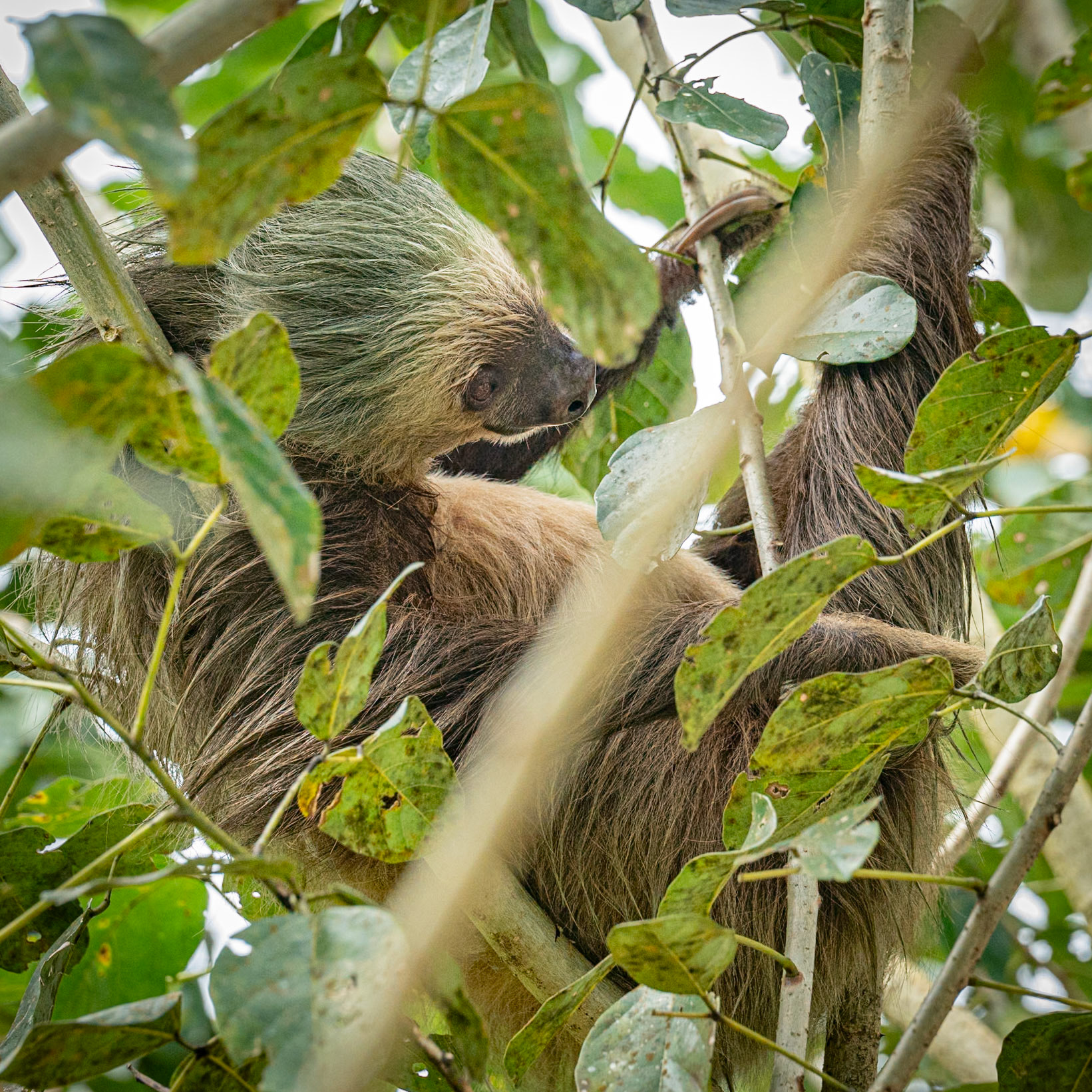Two-toed Sloth
