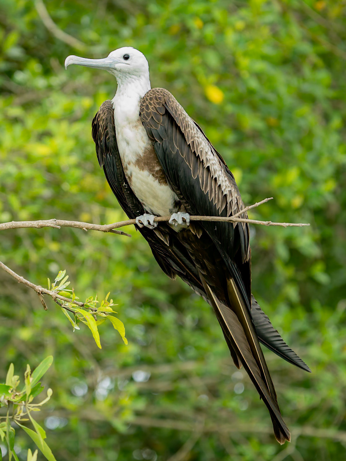 Frigatebird