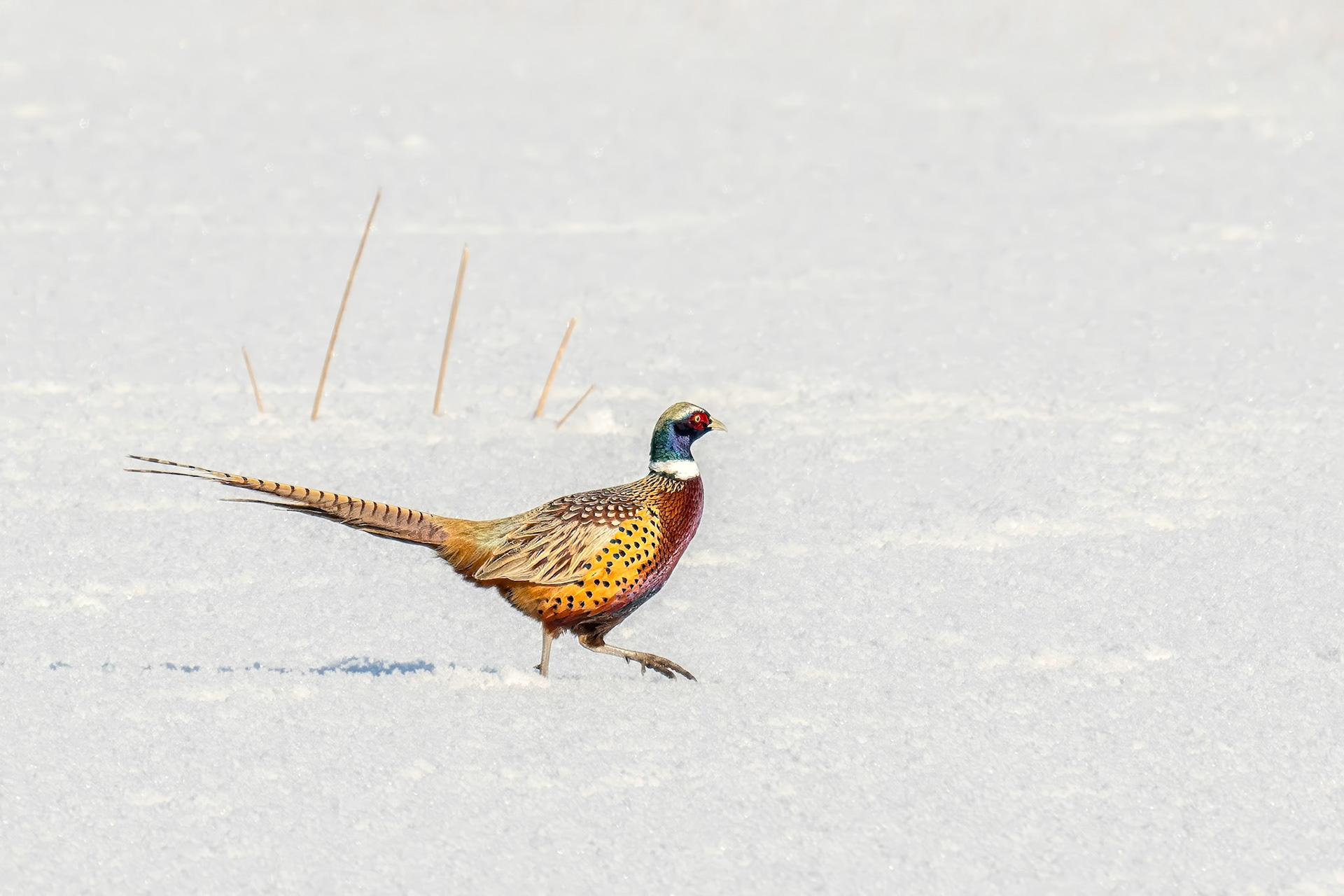 Ring-necked Pheasant male