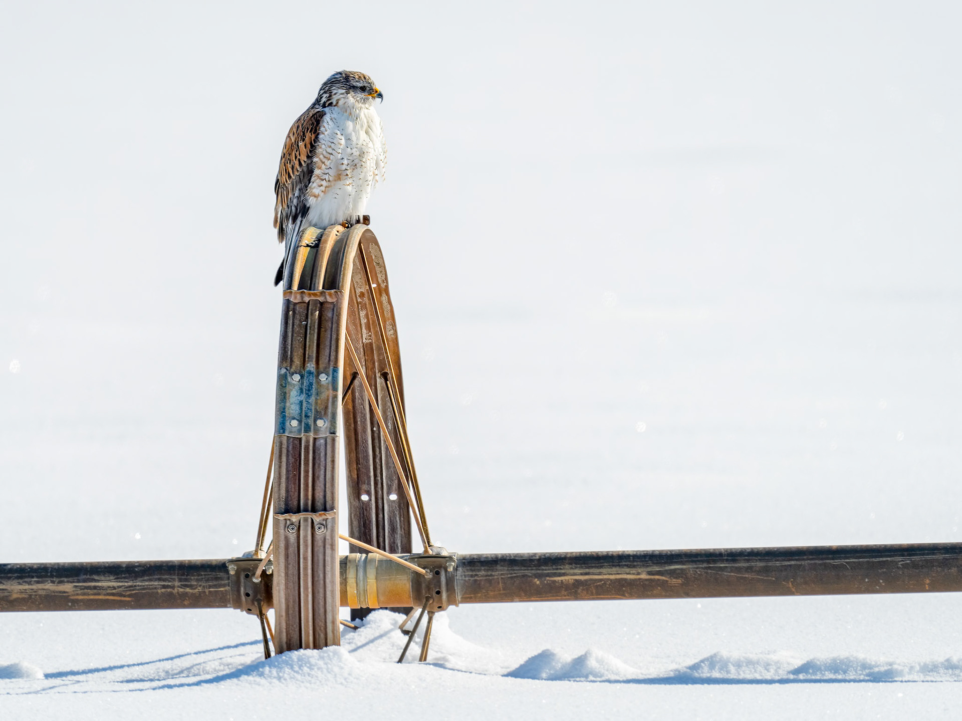 Ferruginous Hawk