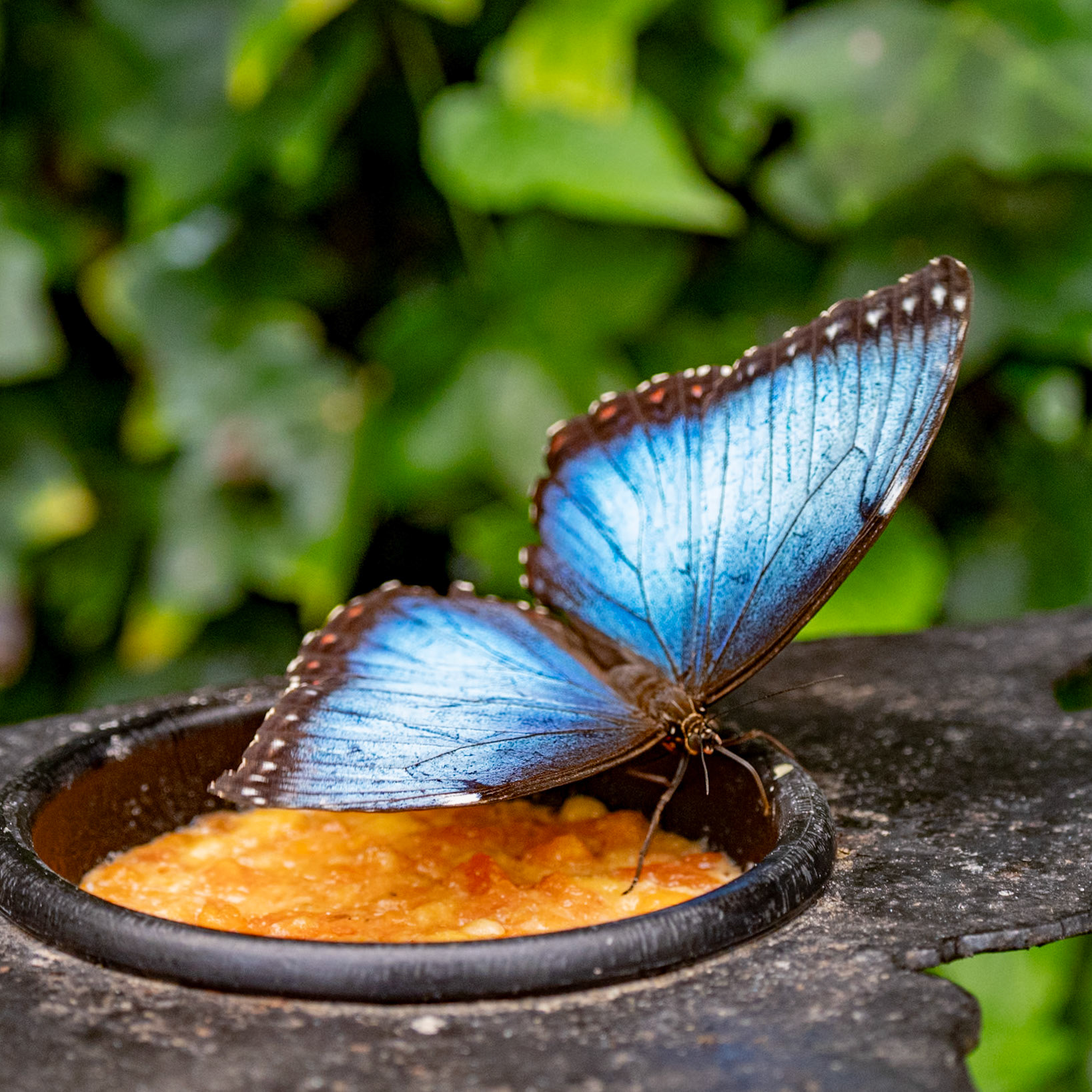 Morpho Butterfly (wings open)