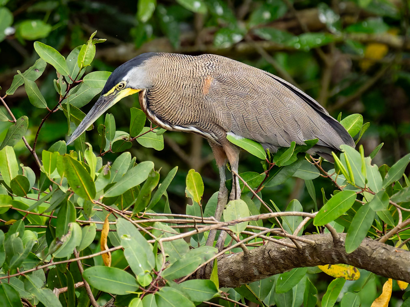 Green Heron