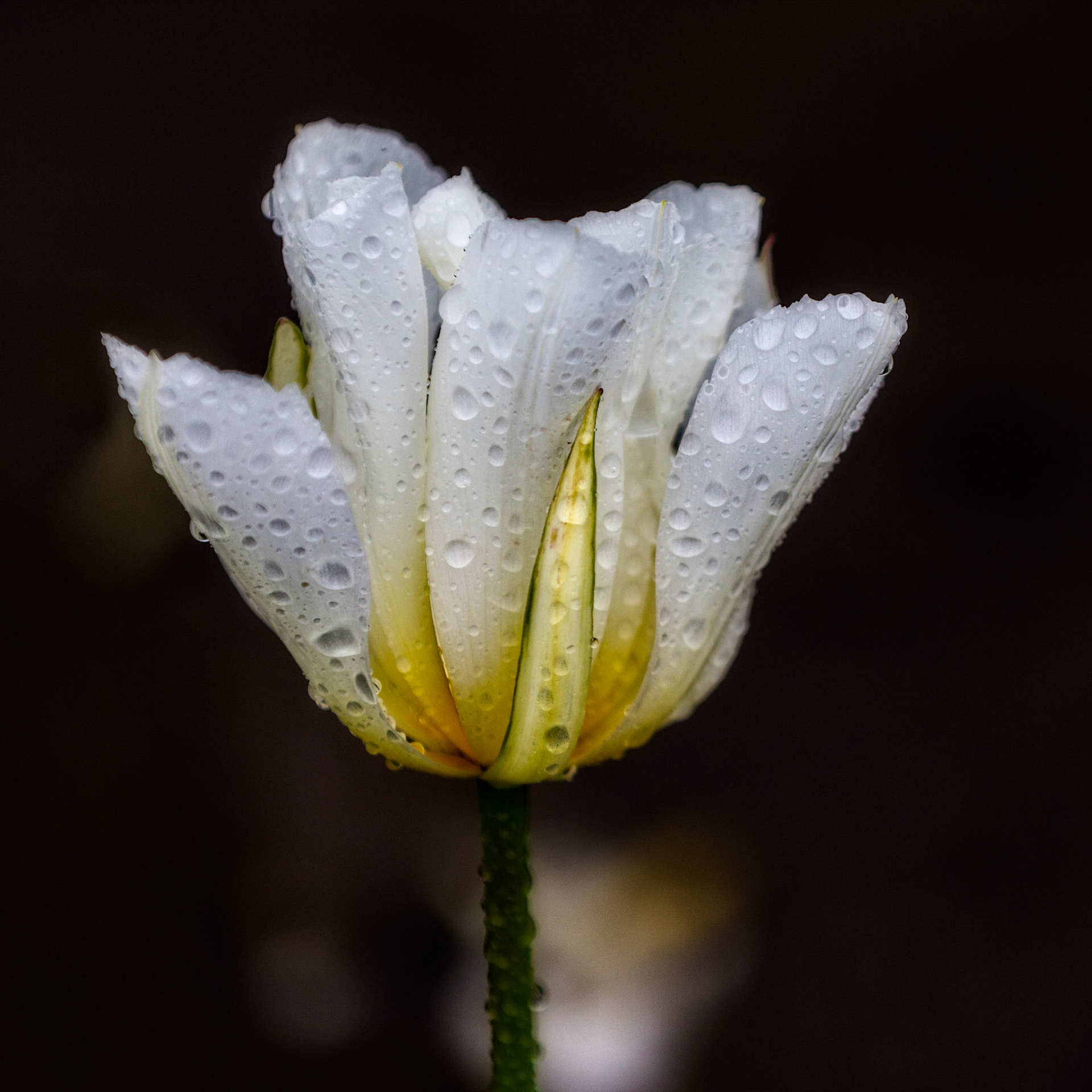 Wet Tulip, Skagit Valley WA