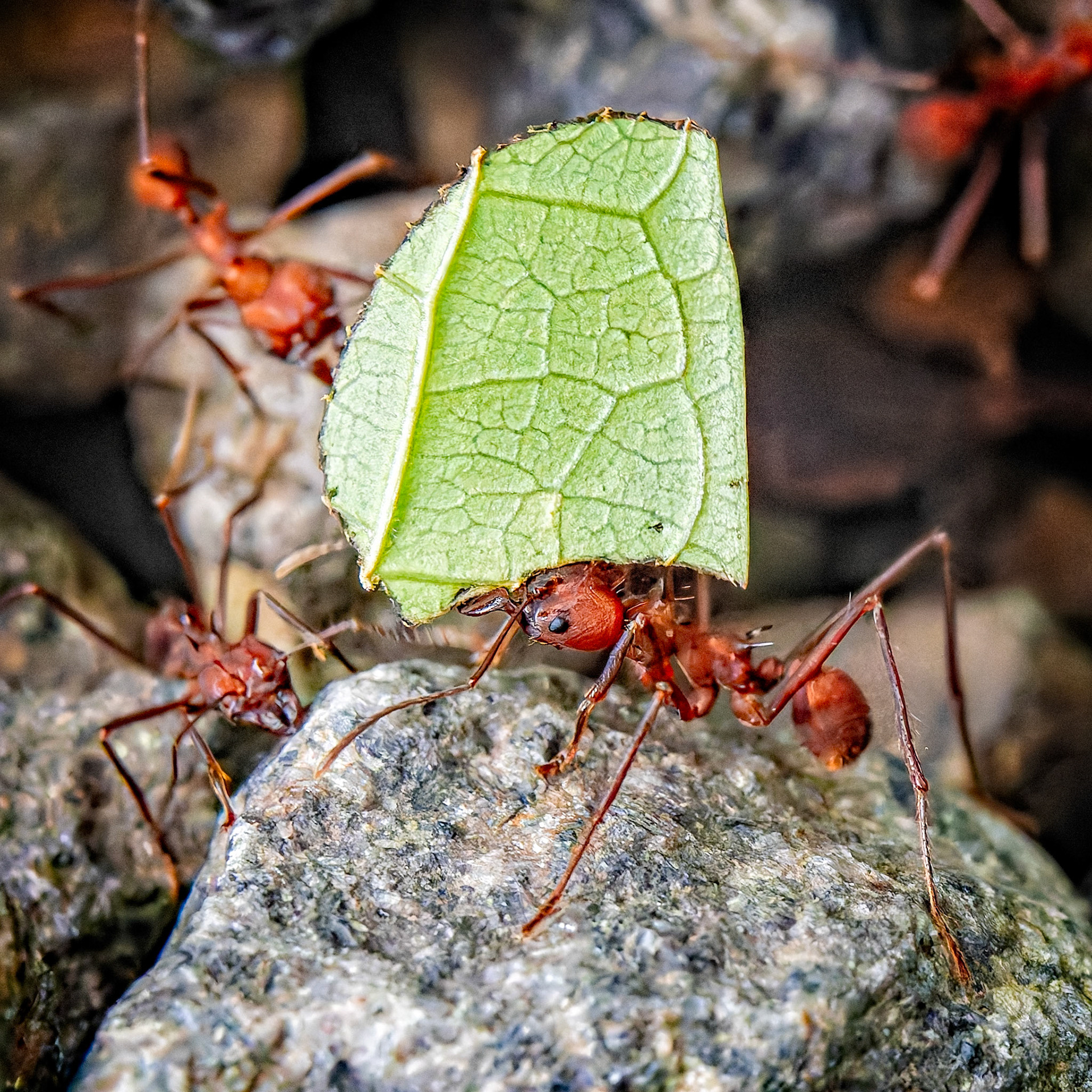 Leaf-cutter Ants