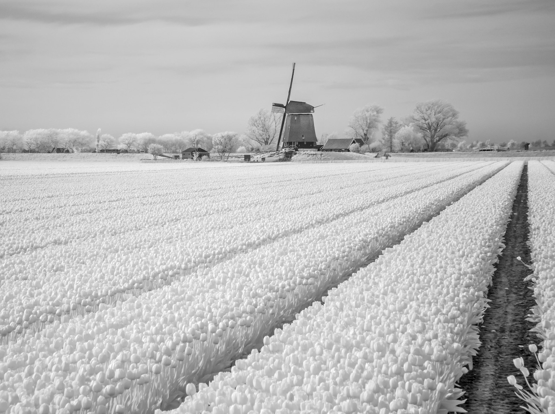 Sometimes the overwhelming color of flowers can overwhelm the other elements of an image. It's one of the reasons I love black and white infrared. This was an intensely red tulip field with this wonderful windmill at one end. I took lots of color images, but I really like this alternative look.