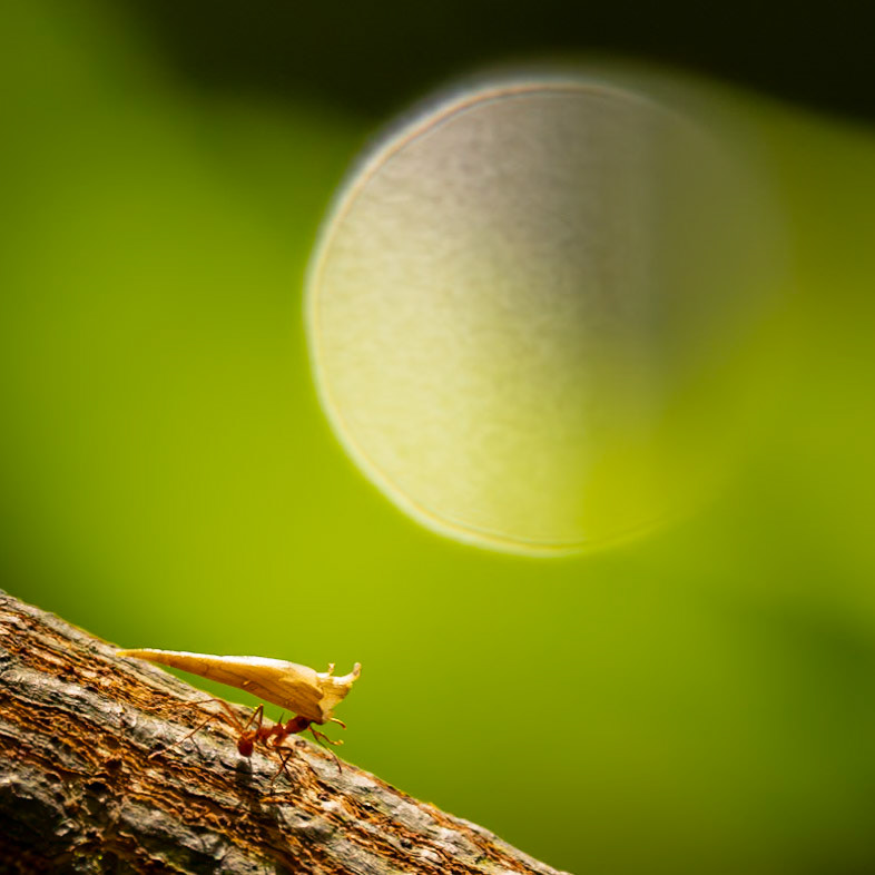 Leaf-cutter Ants