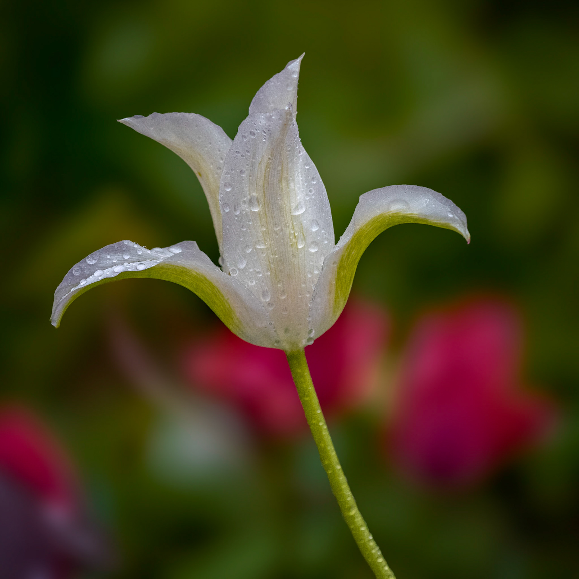 One of the last tulips of the season.