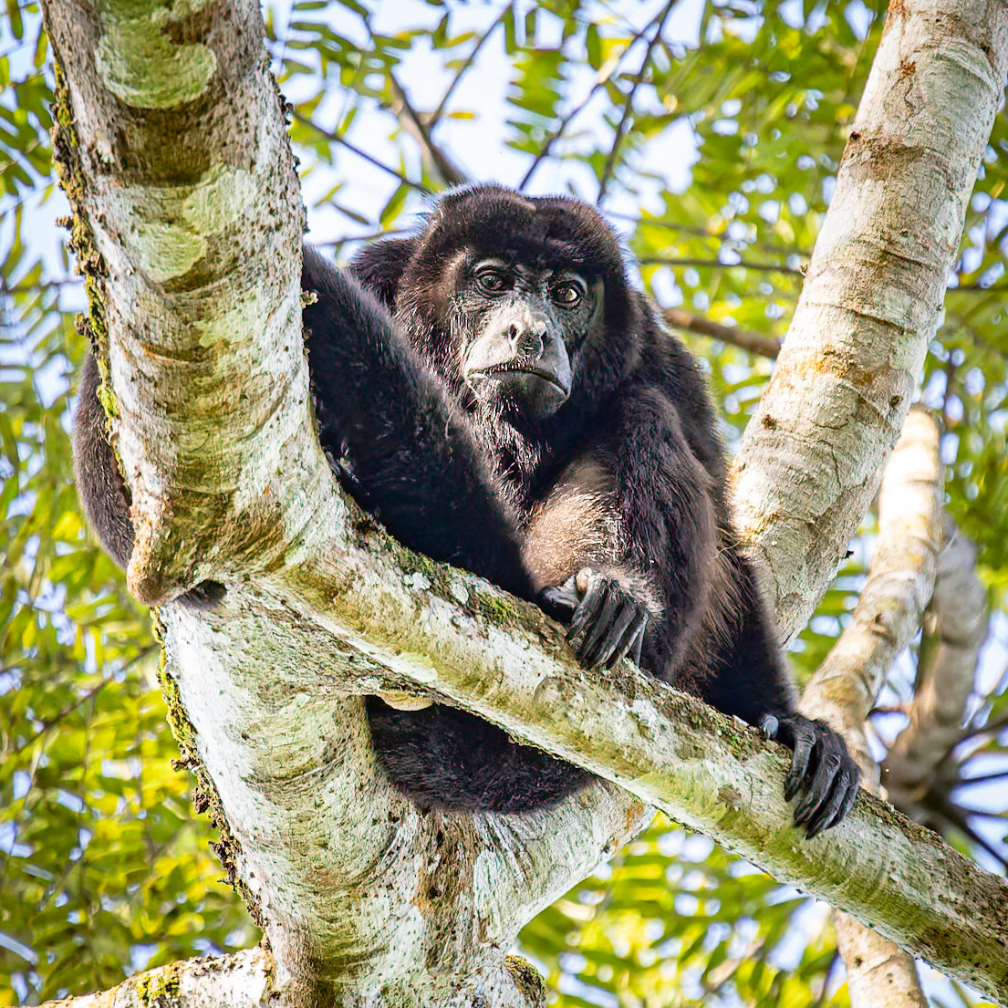Howler Monkey