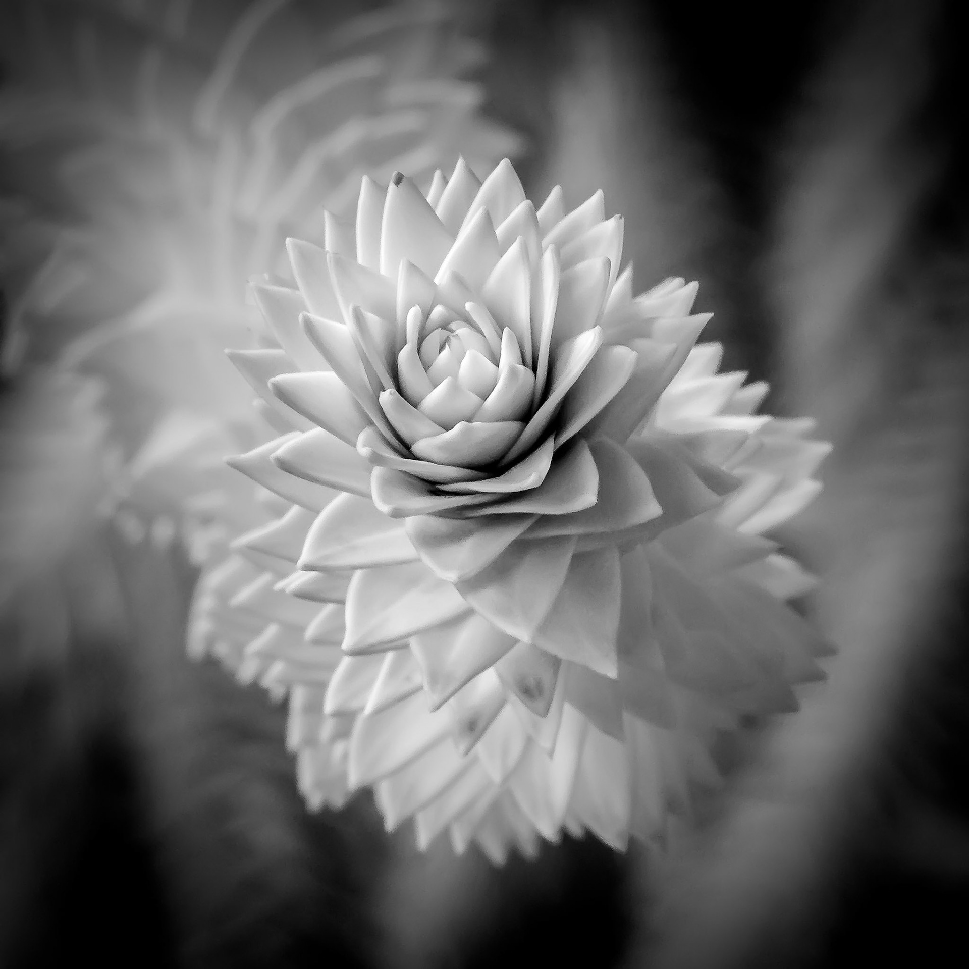 Tip of a Monkey Puzzle tree branch, infrared photo.