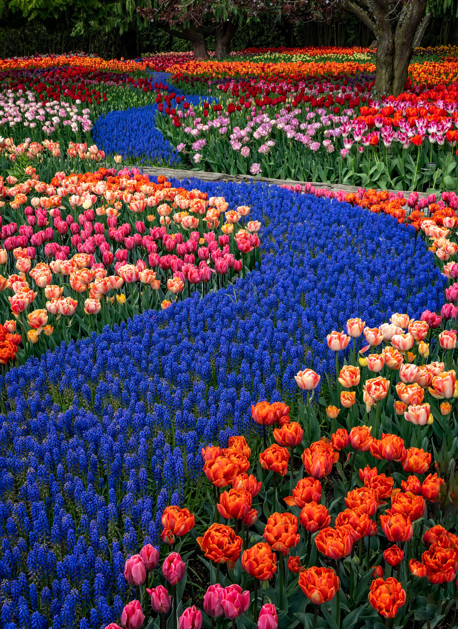 River of grape hyacinth, Roozengaard Tulip Display Garden, Mount Vernon, Washington