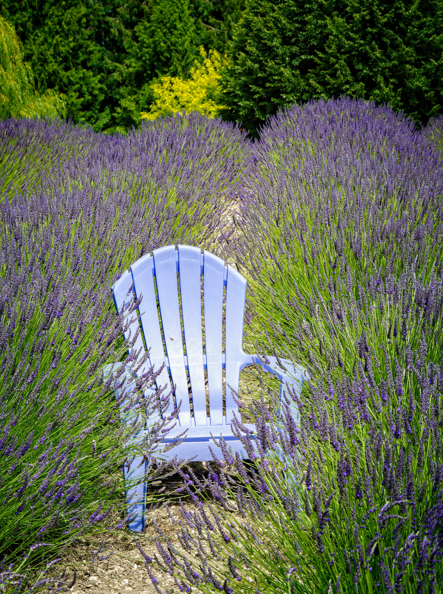 A place of rest among the lavender, Sequim WA