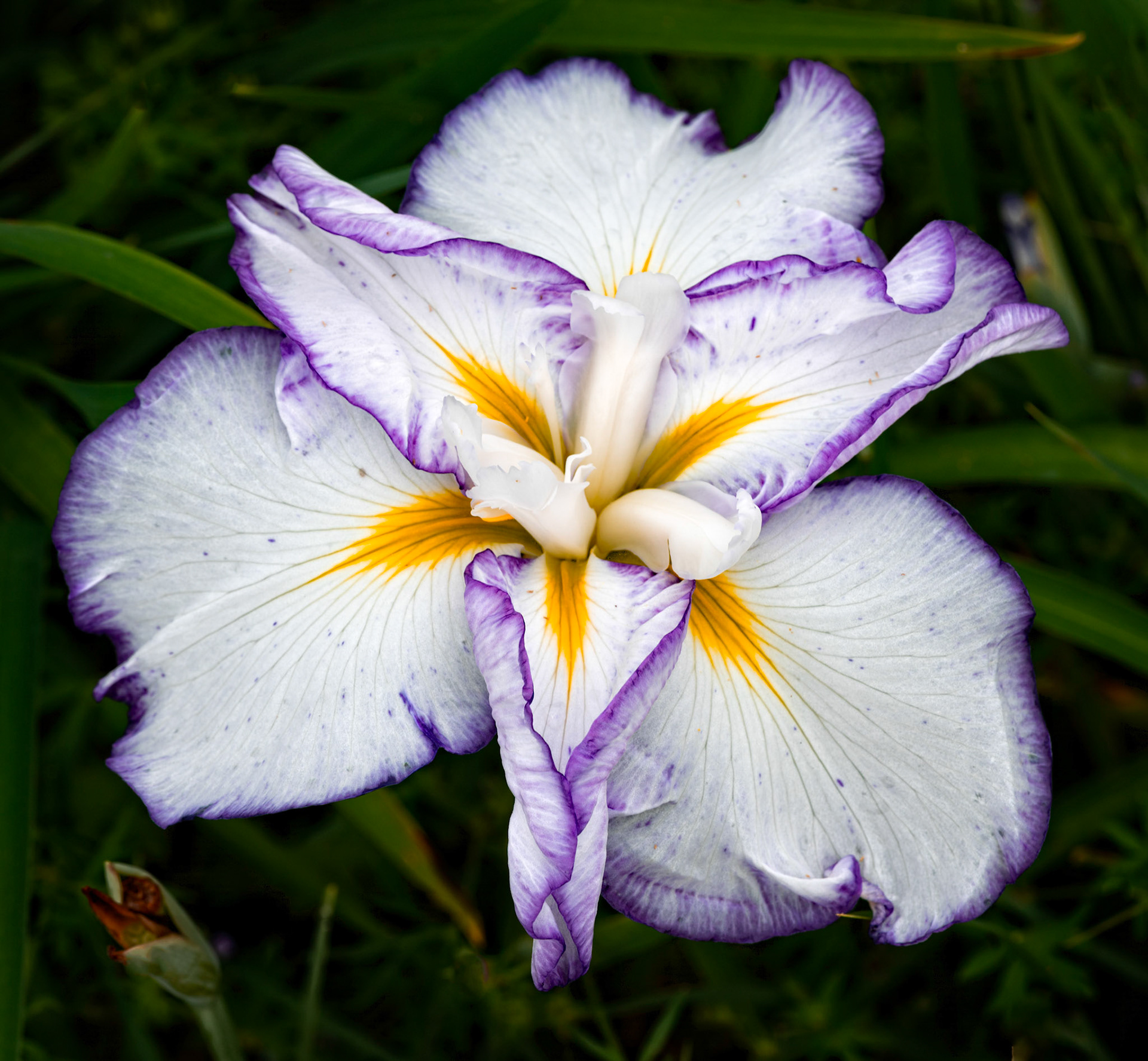 Japanese Iris