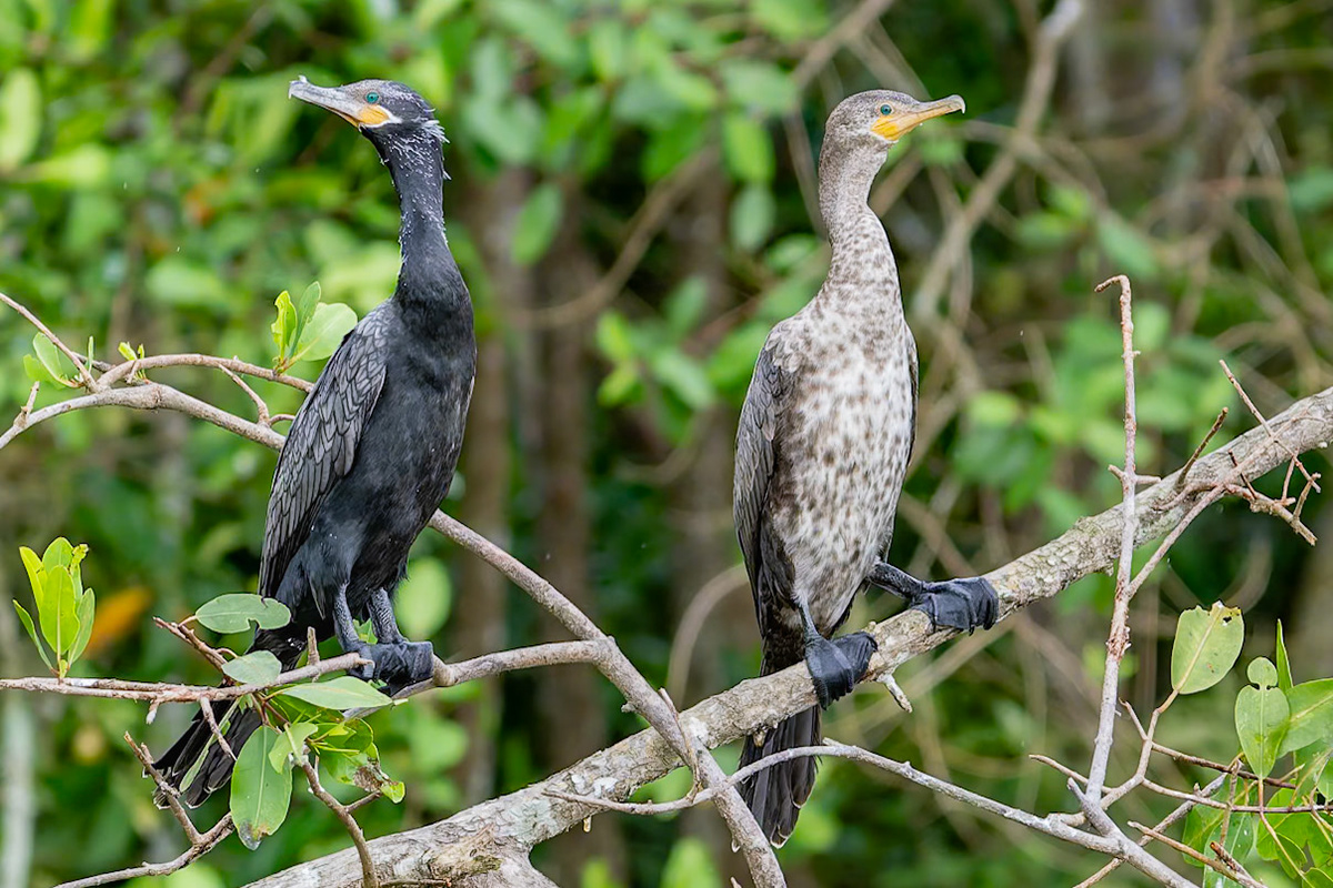 Cormorants