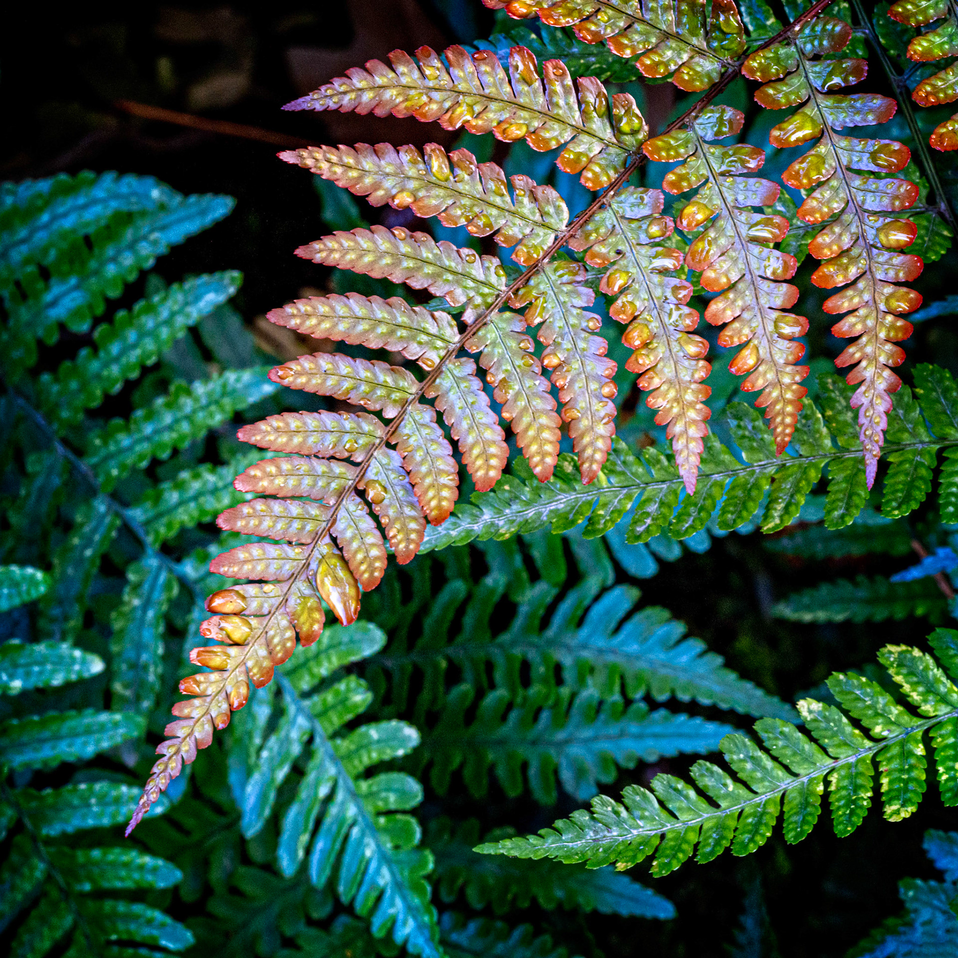 Ferns