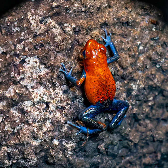 Strawberry Poison Frog