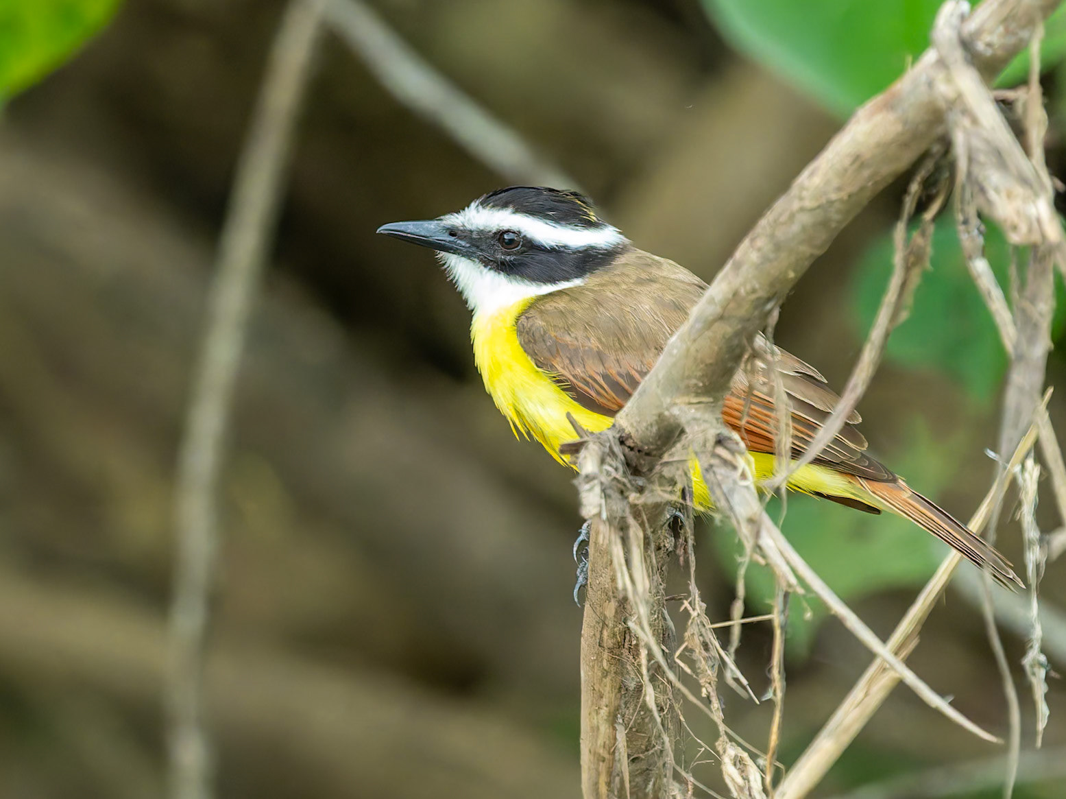 Kiskadee