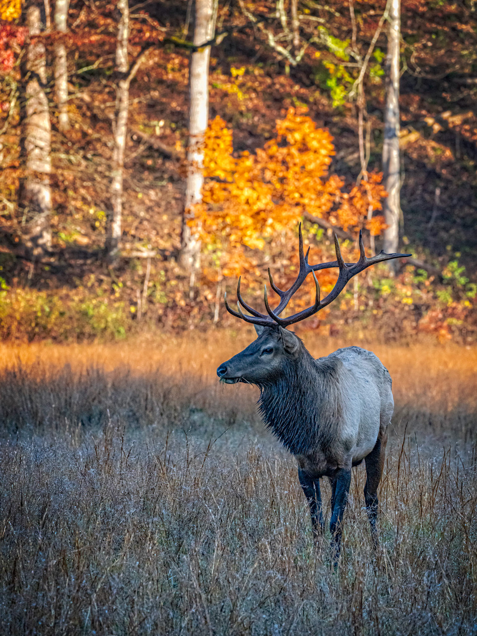 Bull Elk, Cataloochee, Great Smoky Mountain National Park