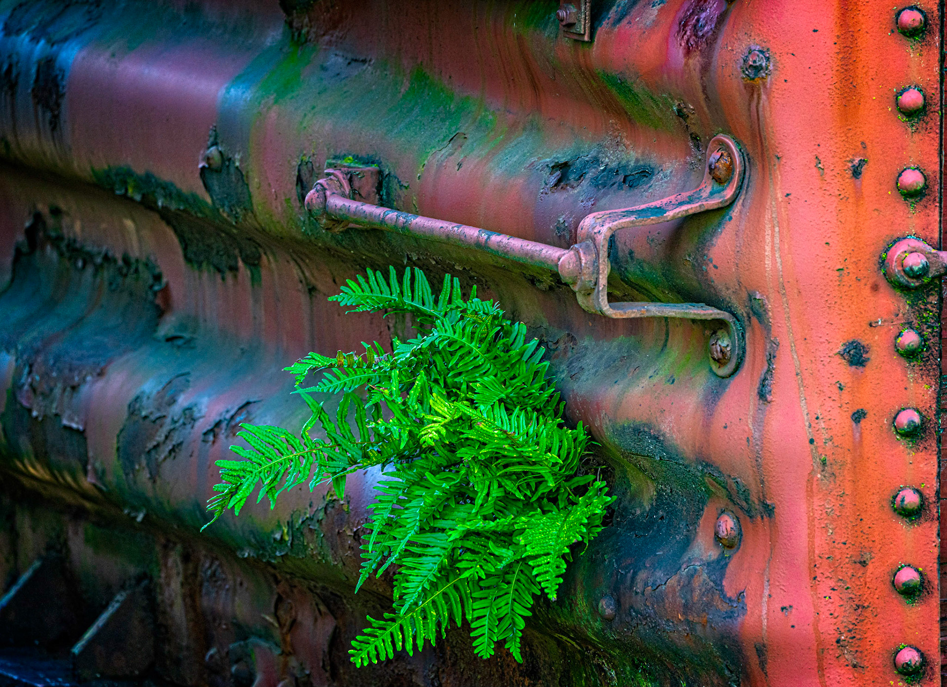 Ferns emerging from old train car, Snoqualmie WA