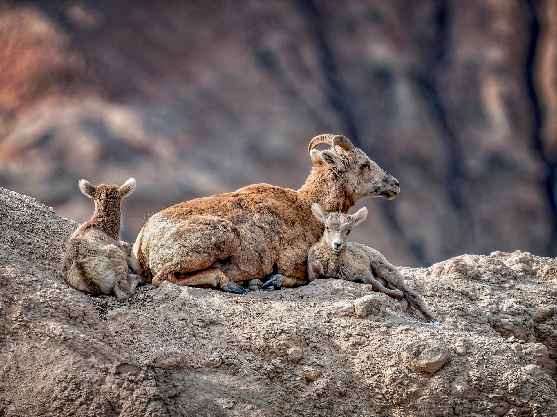 Big Horn Sheep Ewe and Lambs, Badlands National Park