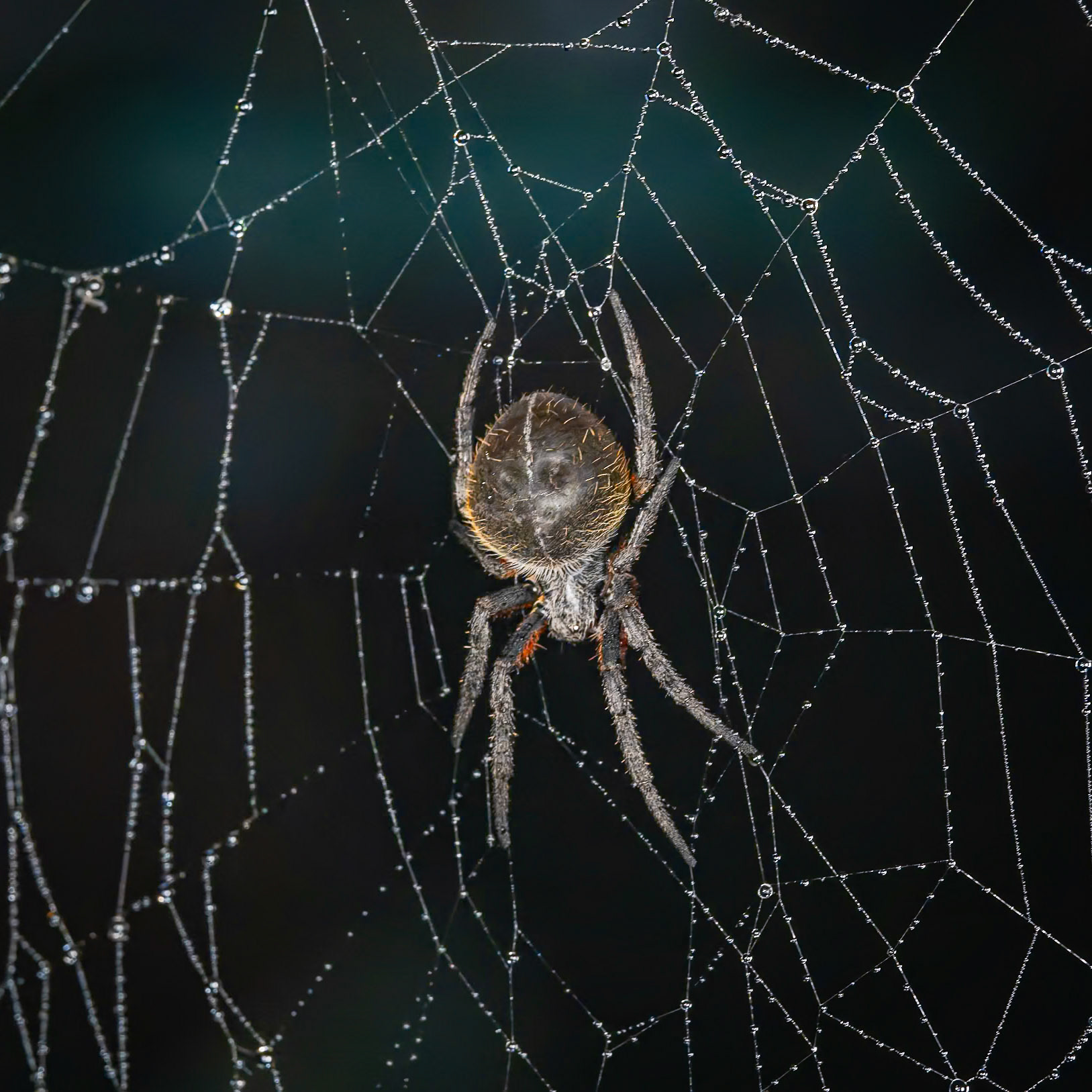 Large Orb Weaver Spider (about 4" long)