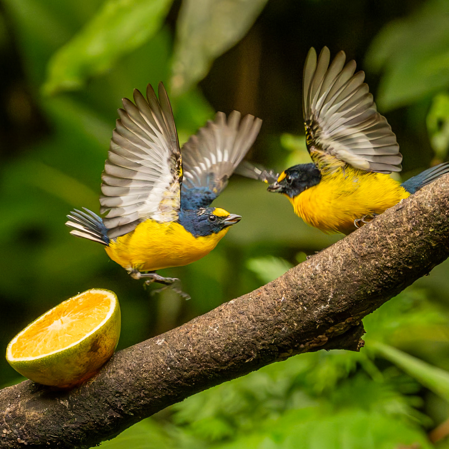 Yellow-throated Euphonias