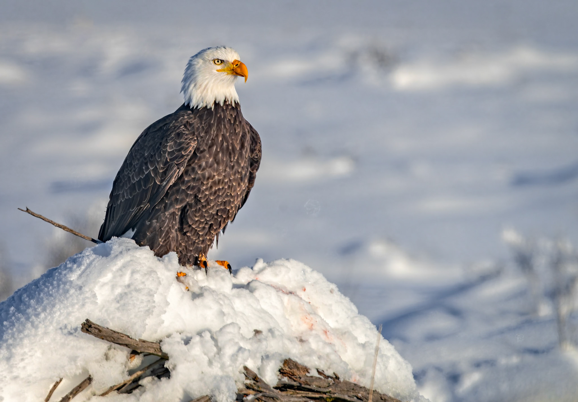 Bald Eagle