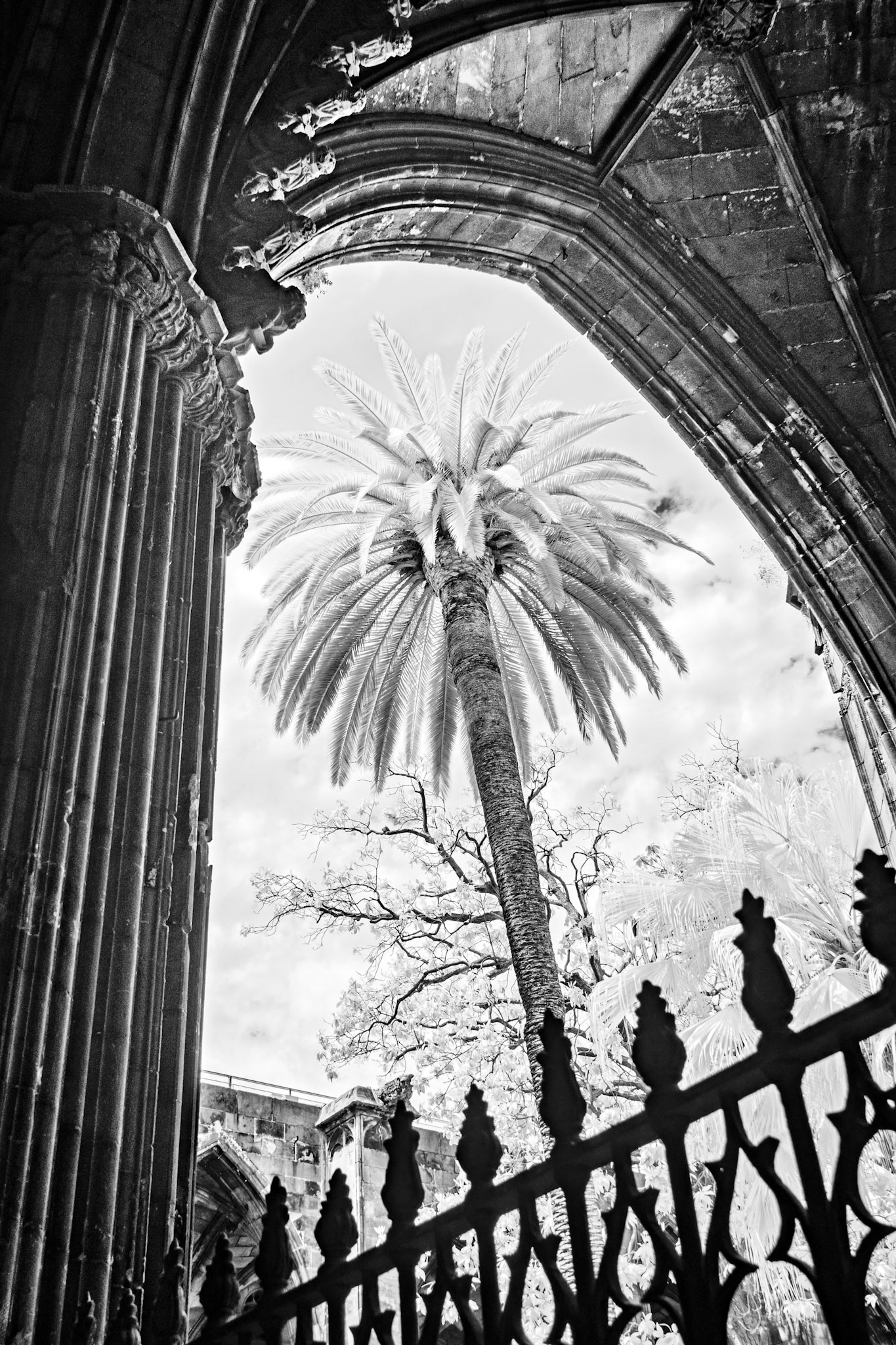 Courtyard, Barcelona Cathedral